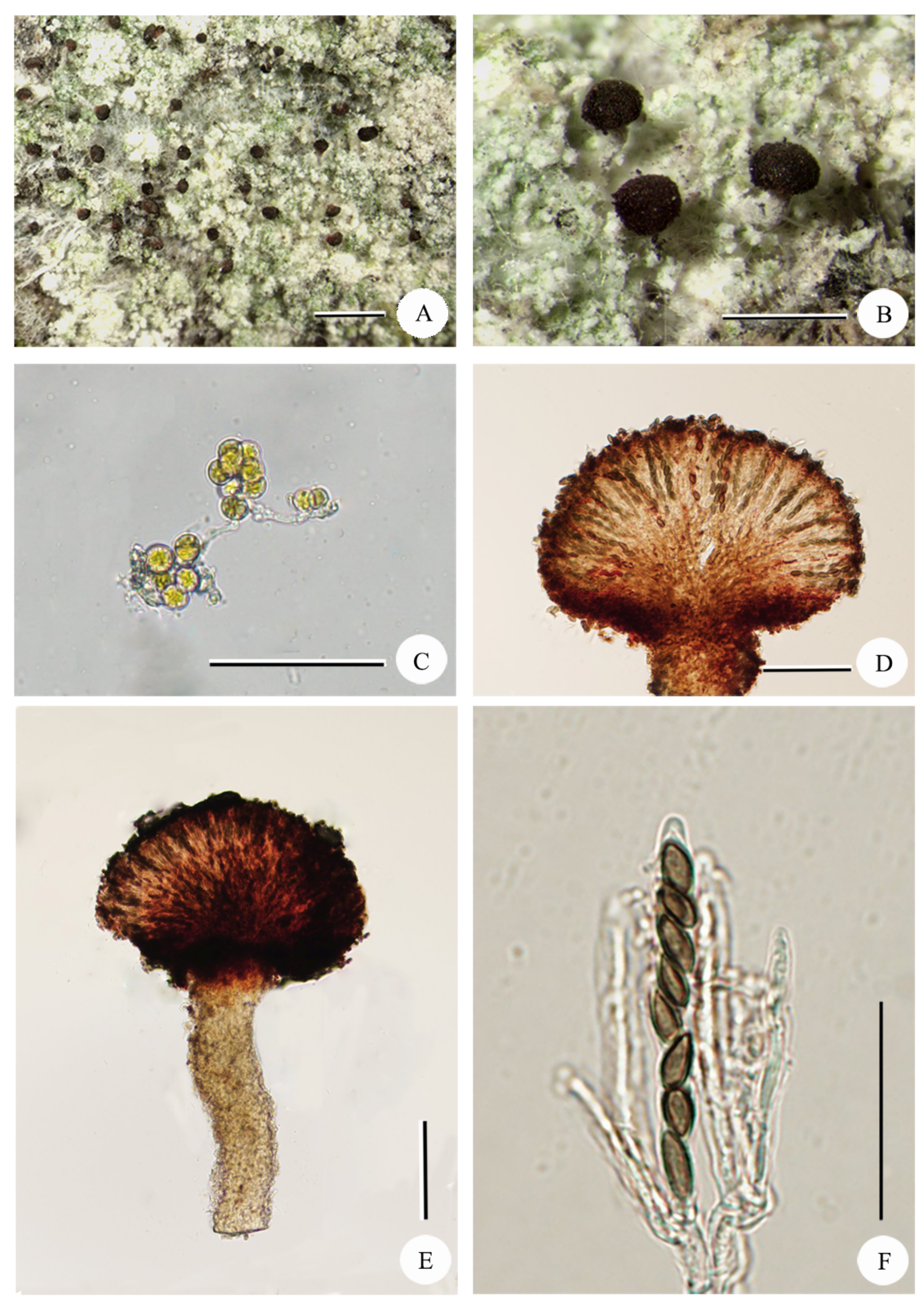 Diversity 15 00893 g003 Diversity 15 00893 g003