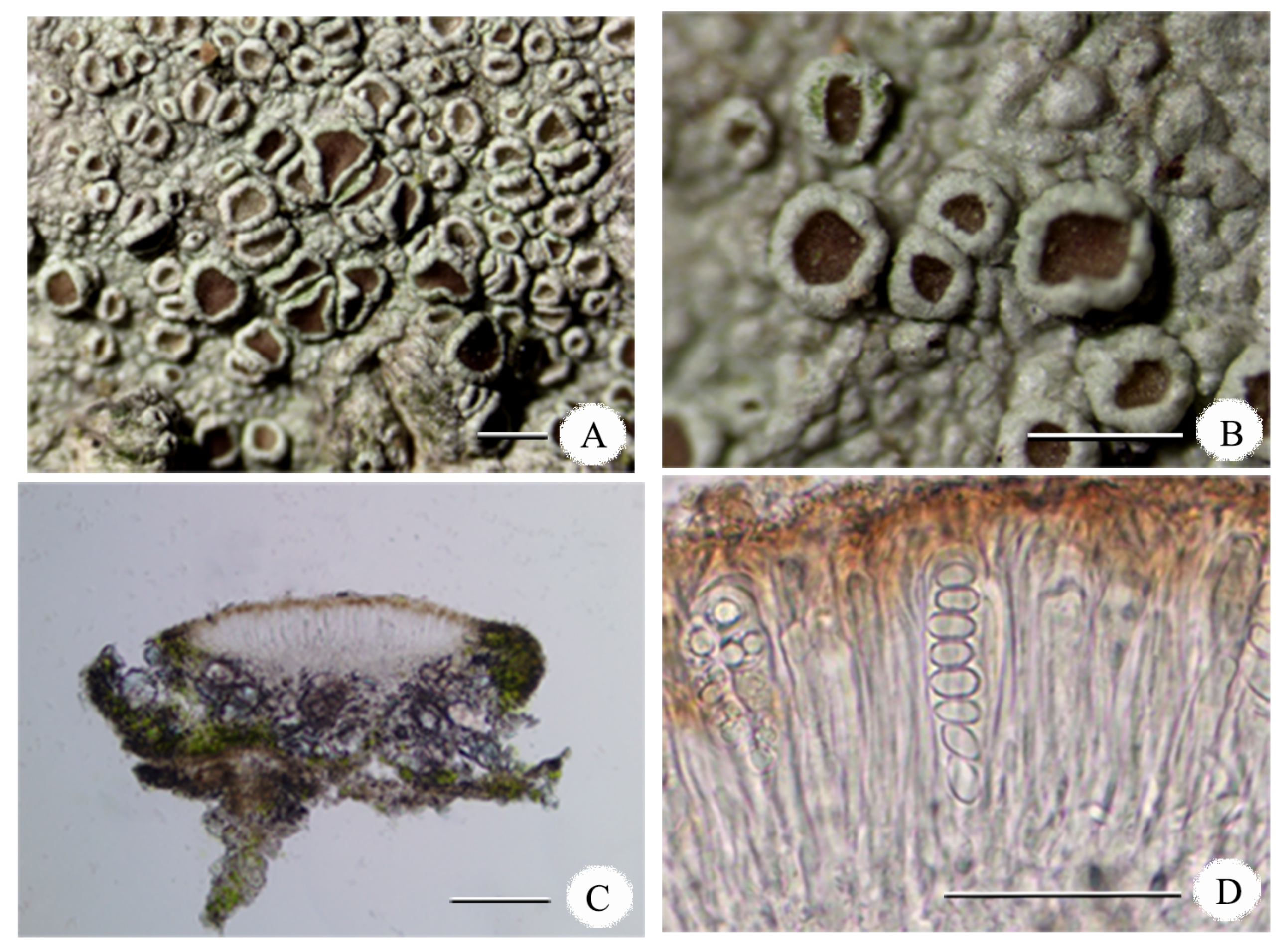 Diversity 15 00893 g004 Diversity 15 00893 g004