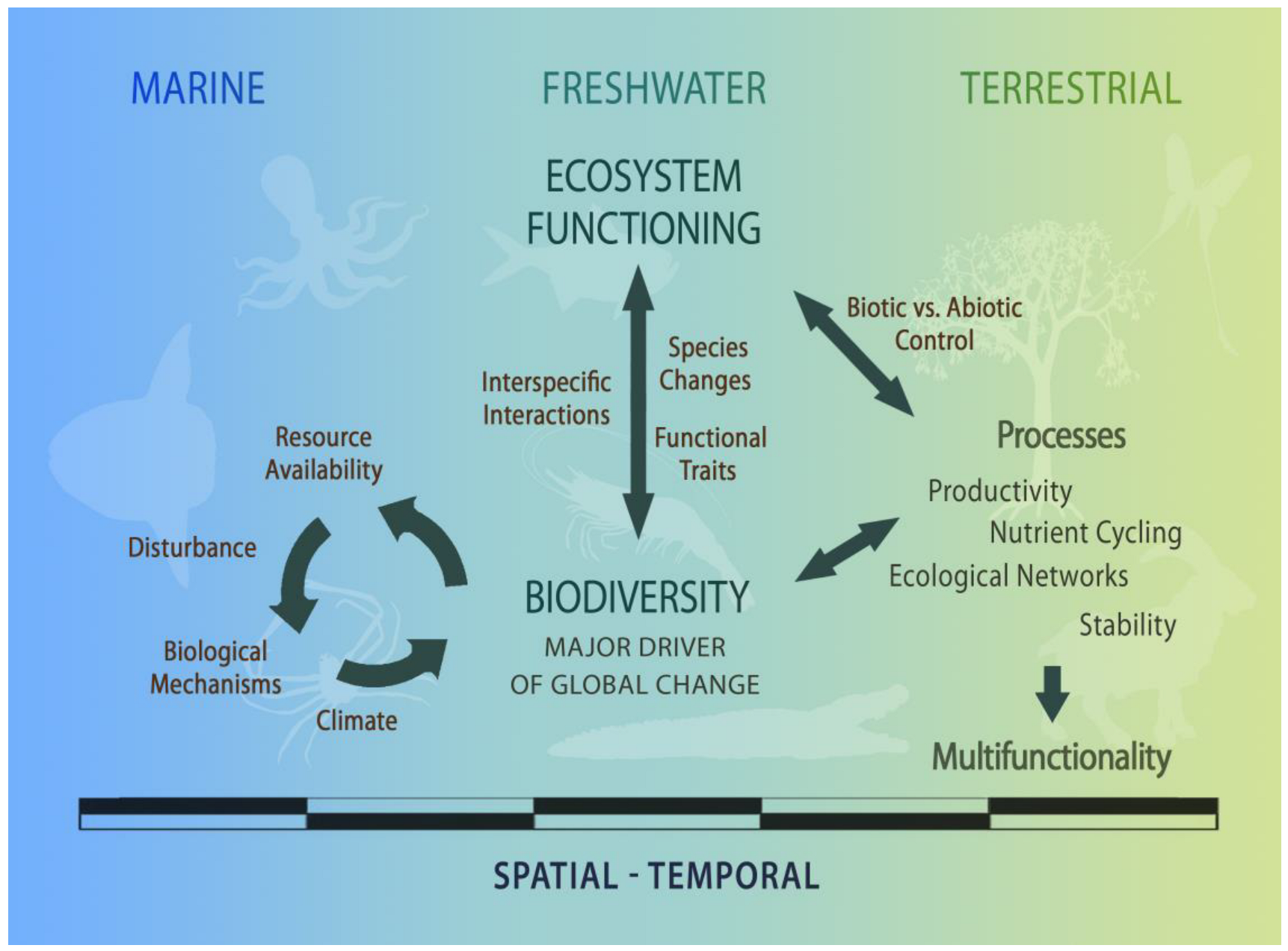 Diversity | Free Full-Text | Revisiting Biodiversity and Ecosystem ...