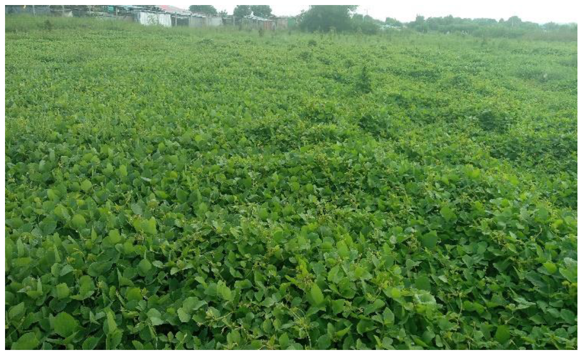 Diversity 15 00896 g002 Diversity 15 00896 g002