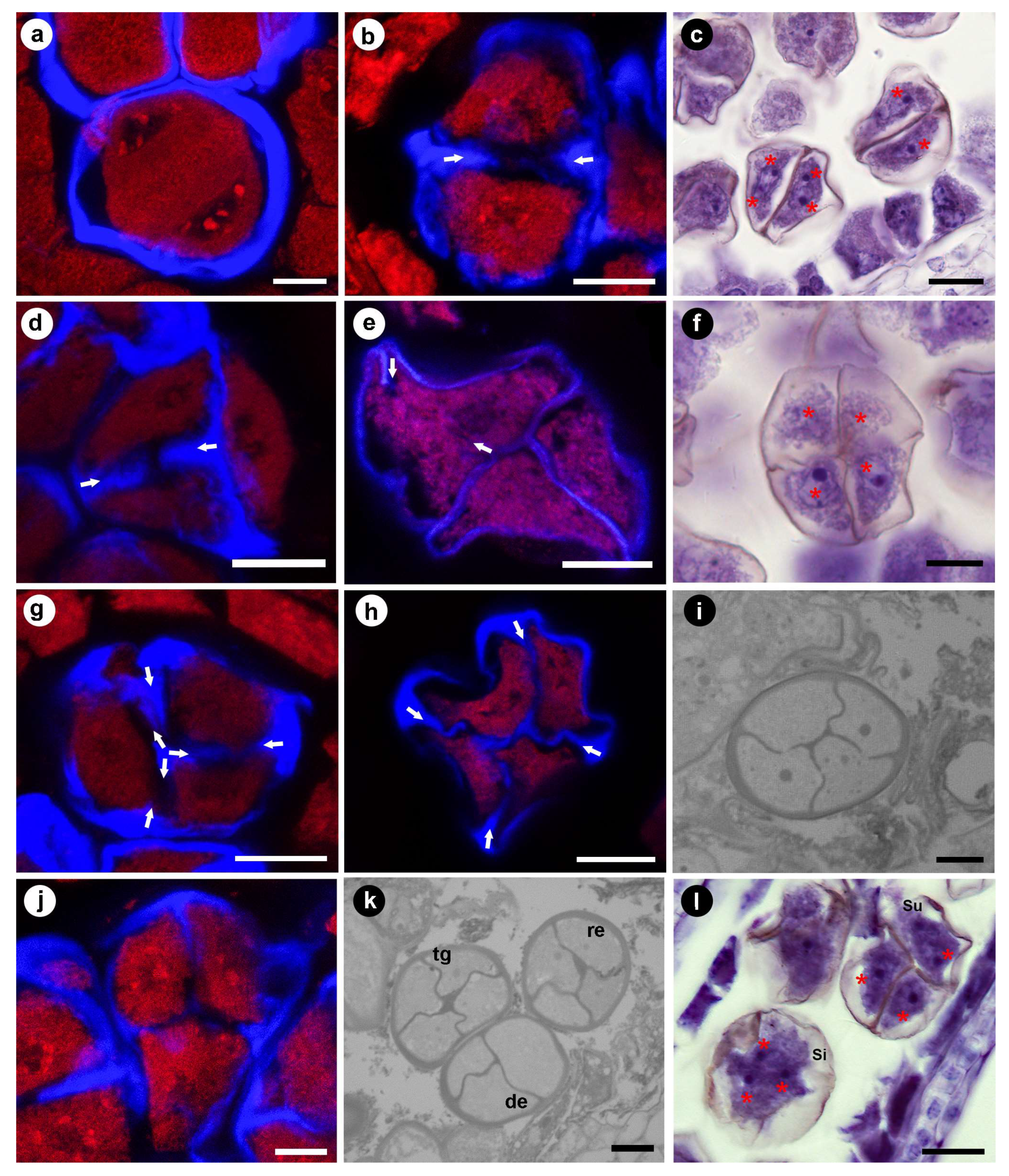 Diversity 15 00898 g004 Diversity 15 00898 g004