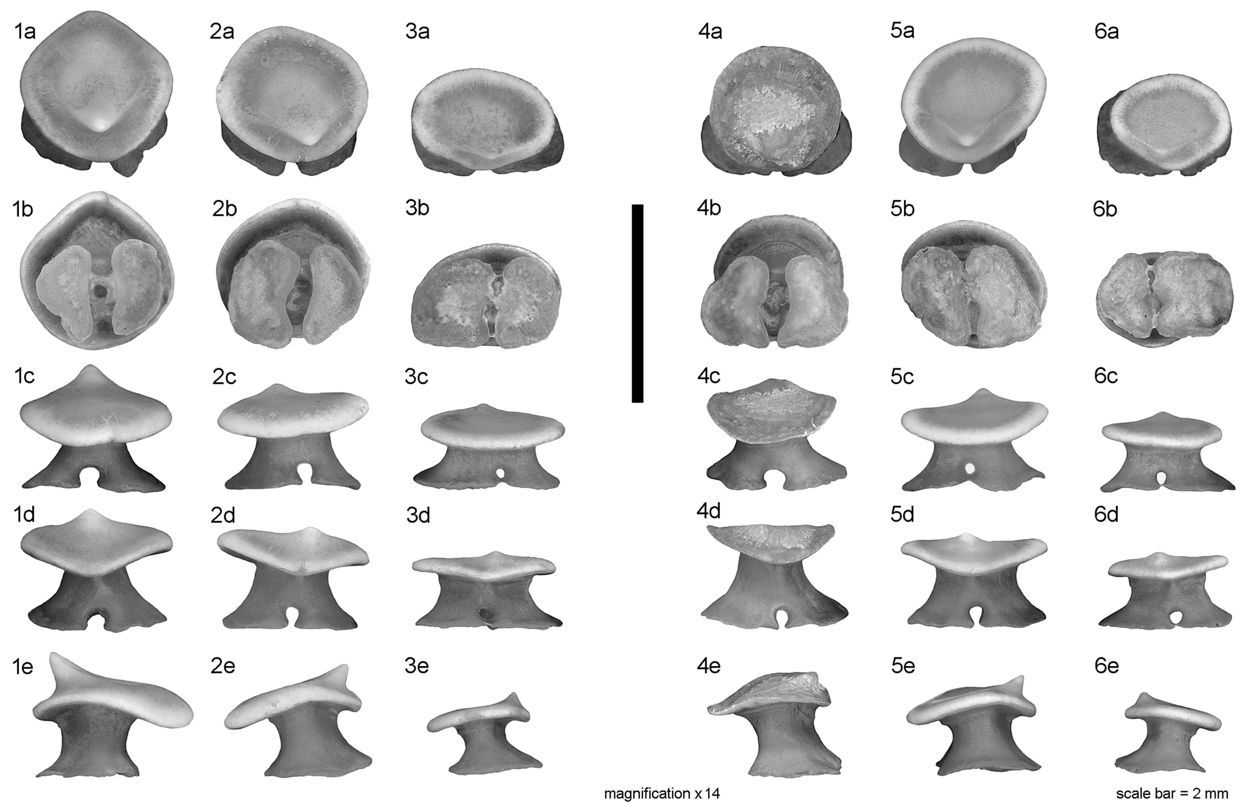Diversity 15 00899 g003