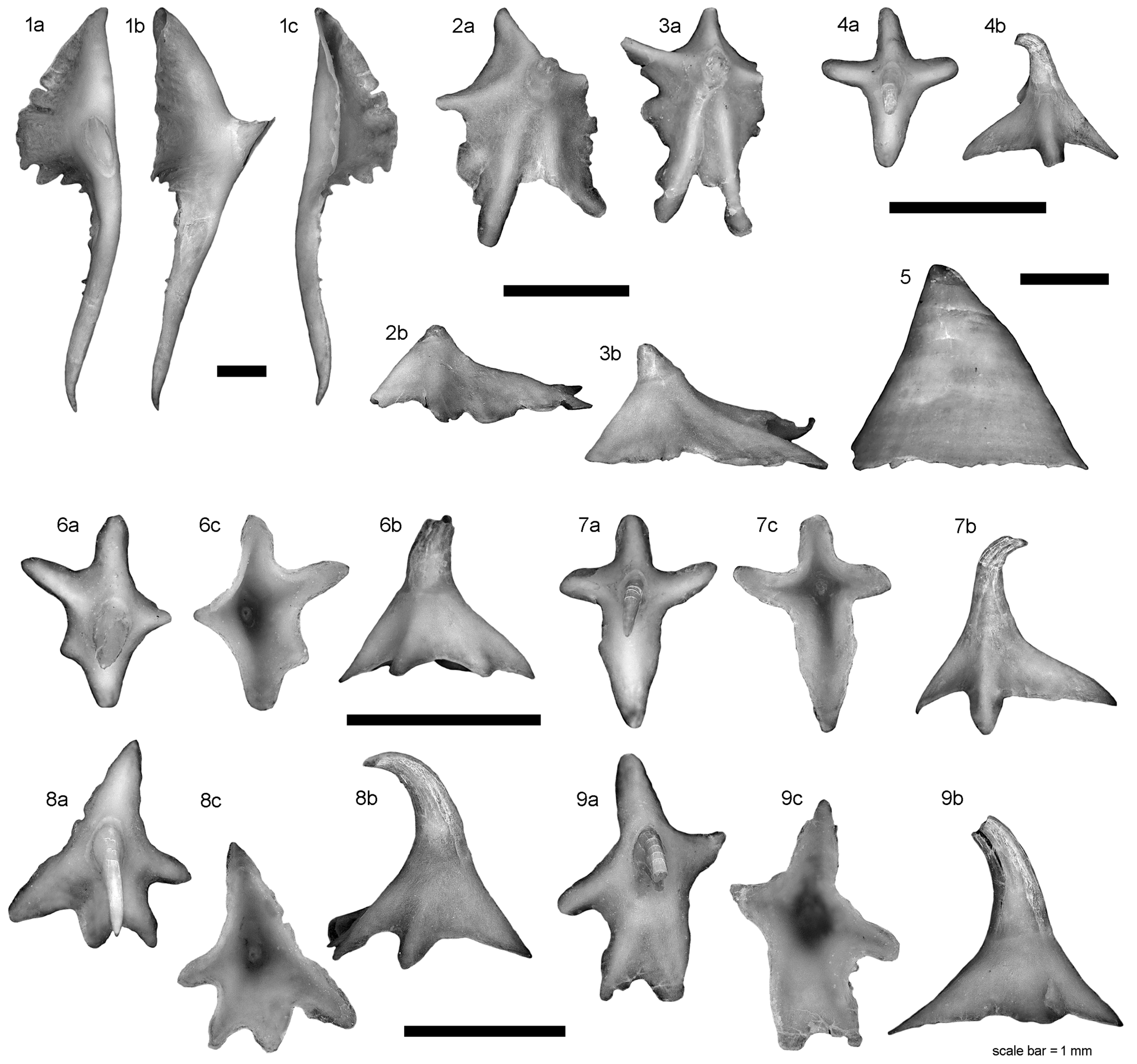 Diversity 15 00899 g004