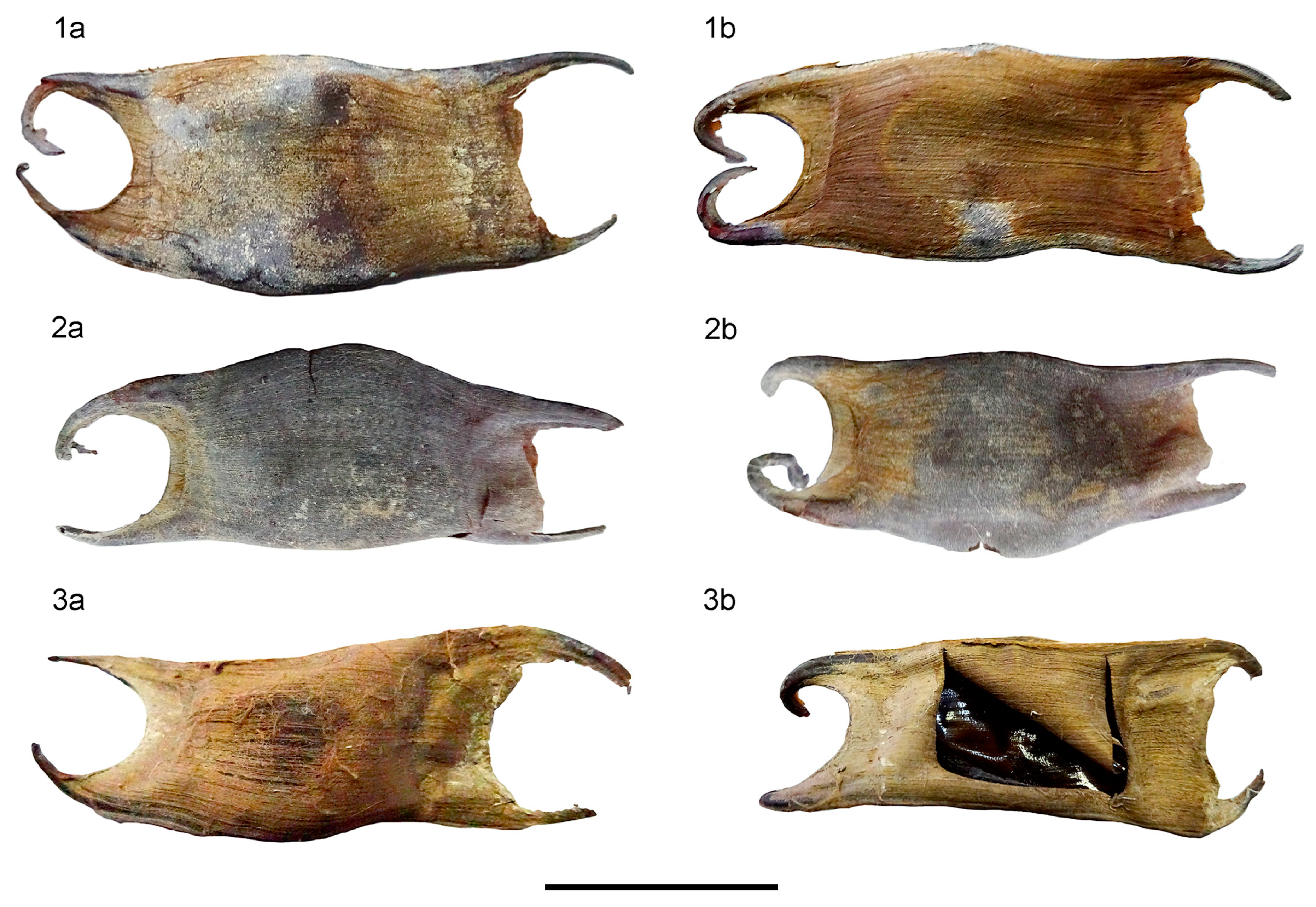 Diversity 15 00899 g006