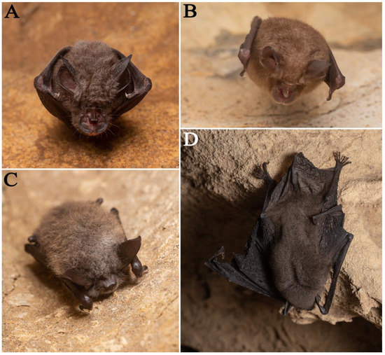 cutie Feihu Dong, a New Hotspot Cave of Subterranean Biodiversity