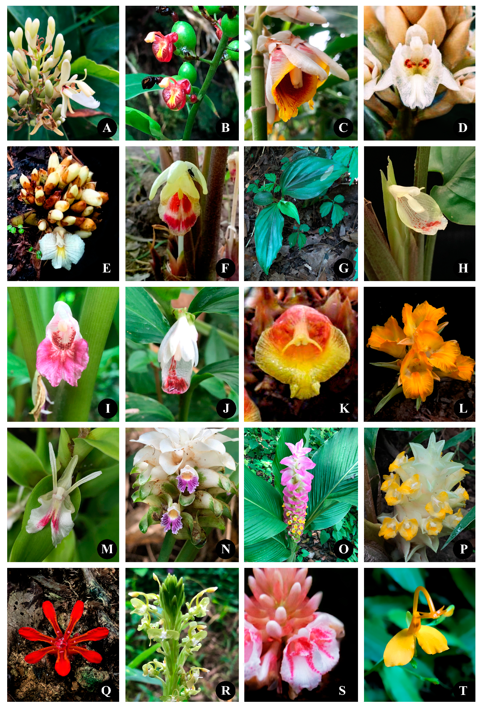 Diversity 15 00904 g017 Diversity 15 00904 g017