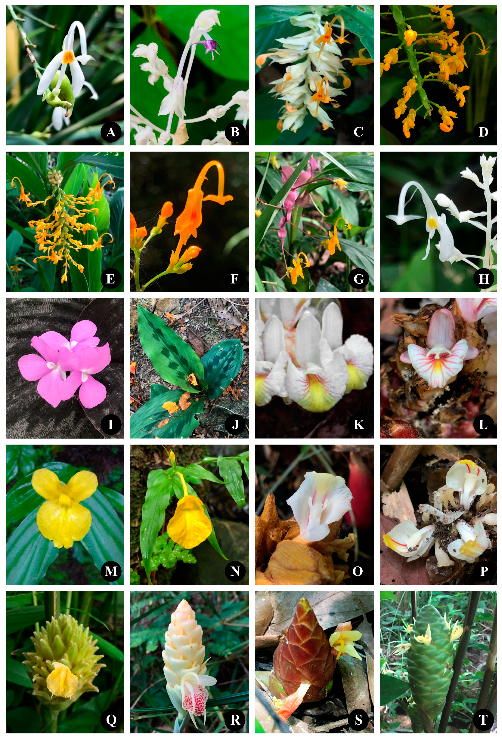 Diversity 15 00904 g018 Diversity 15 00904 g018