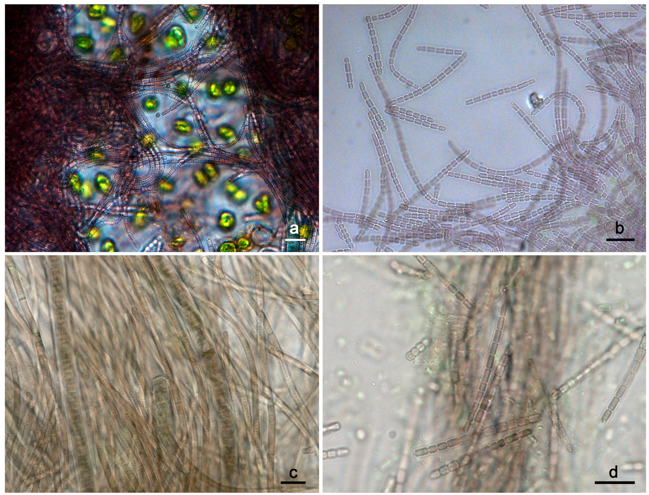 Diversity 15 00909 g001 Diversity 15 00909 g001