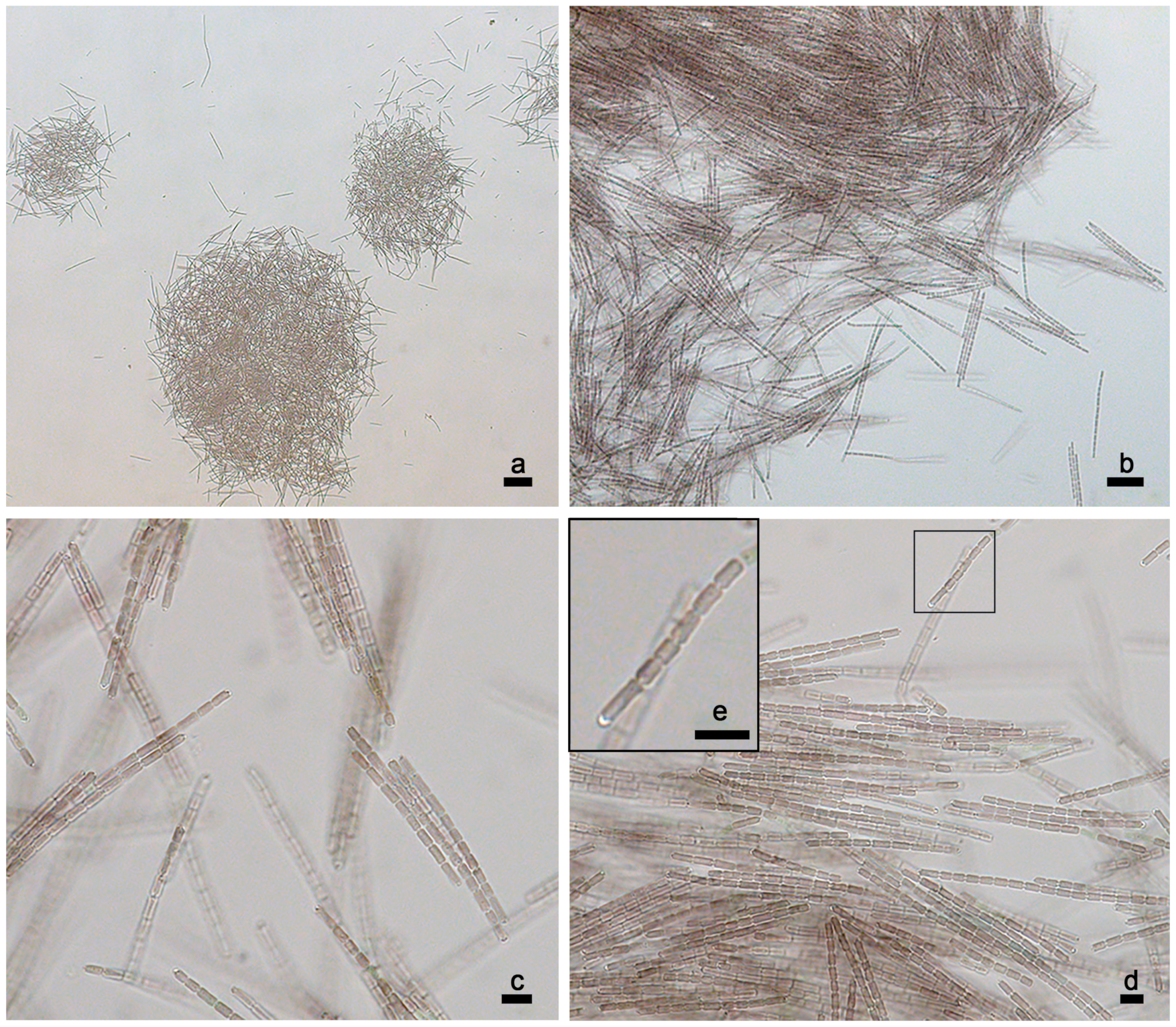 Diversity 15 00909 g011 Diversity 15 00909 g011