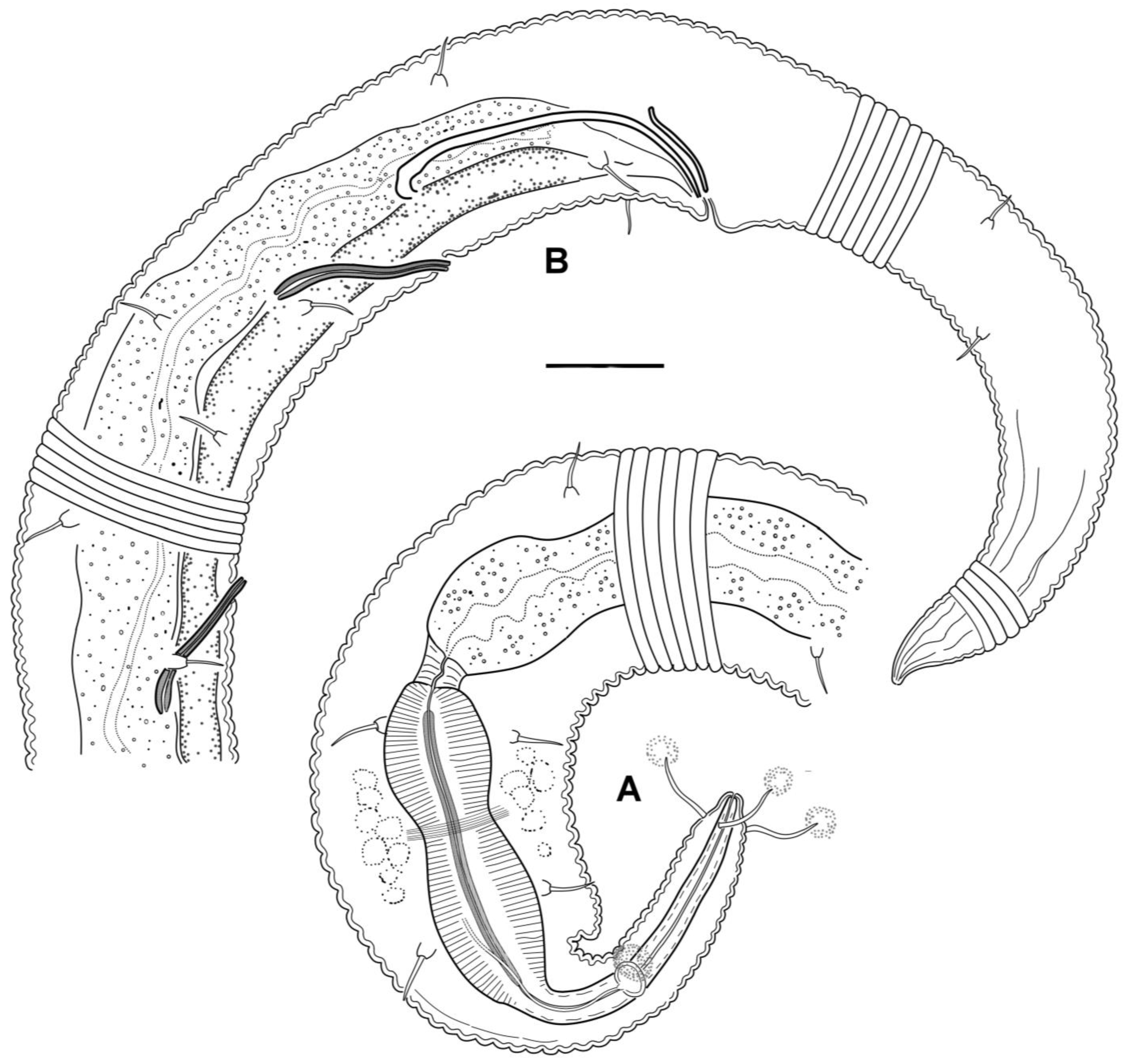Diversity 15 00914 g002