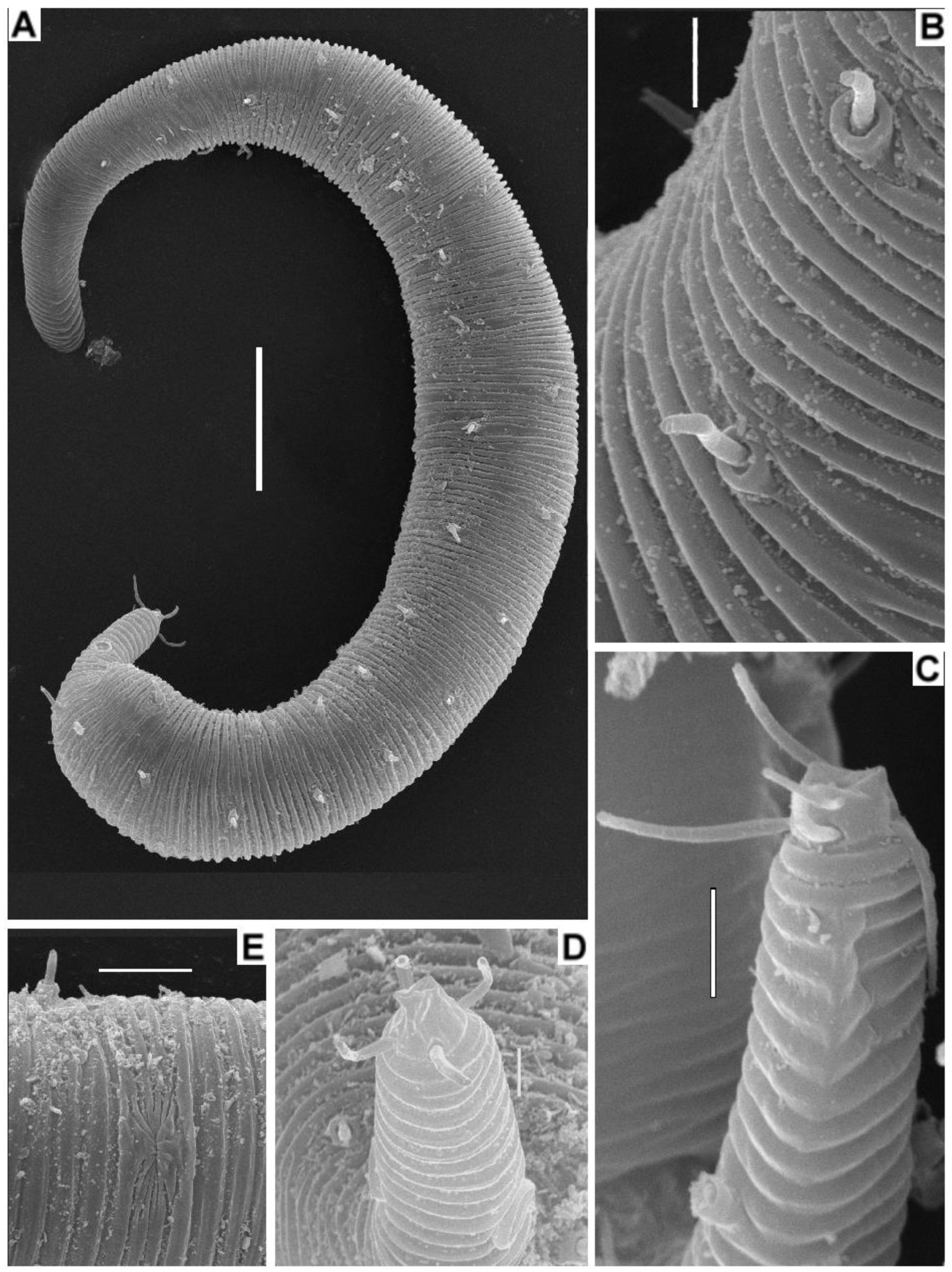 Diversity 15 00914 g004