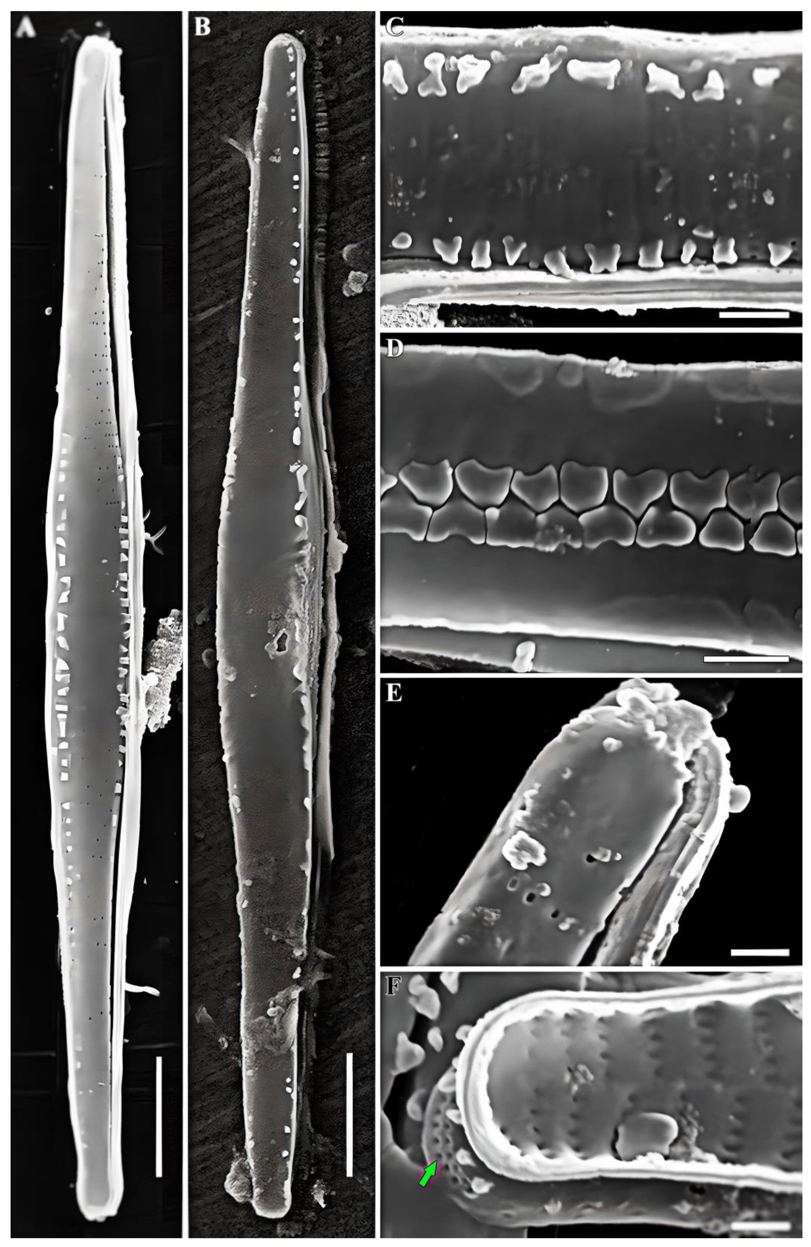 Diversity 15 00916 g005 Diversity 15 00916 g005