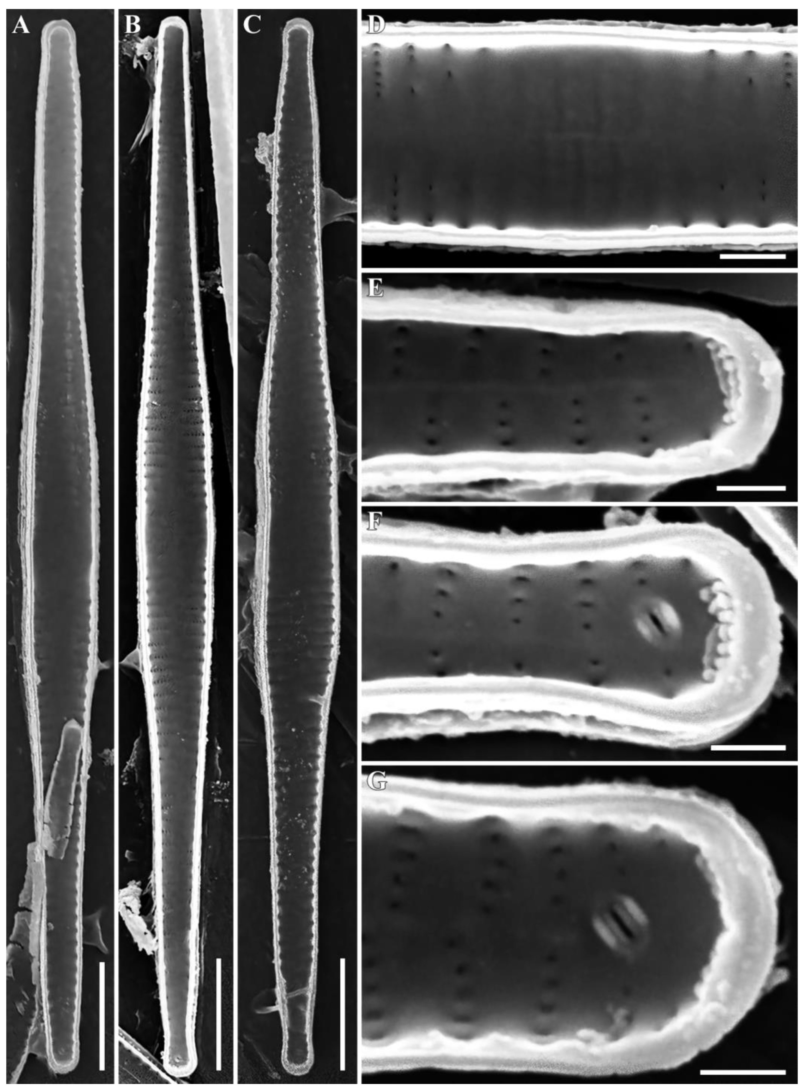 Diversity 15 00916 g006 Diversity 15 00916 g006