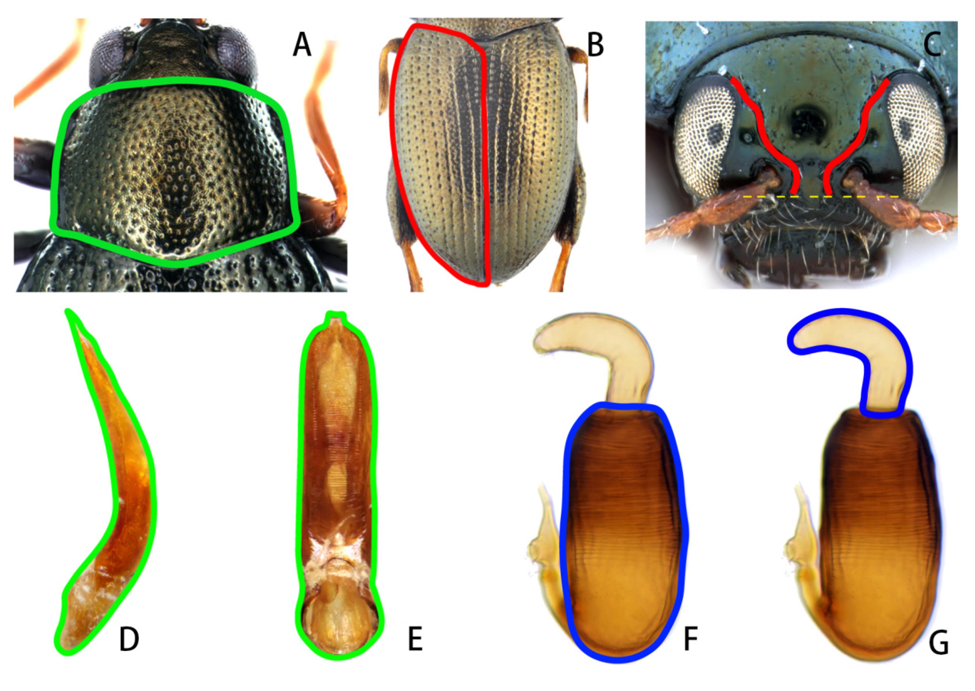 Diversity 15 00918 g002