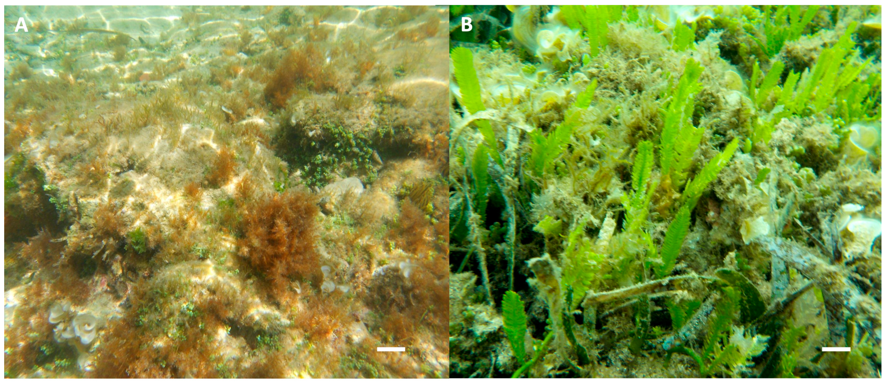 Diversity 15 00919 g002