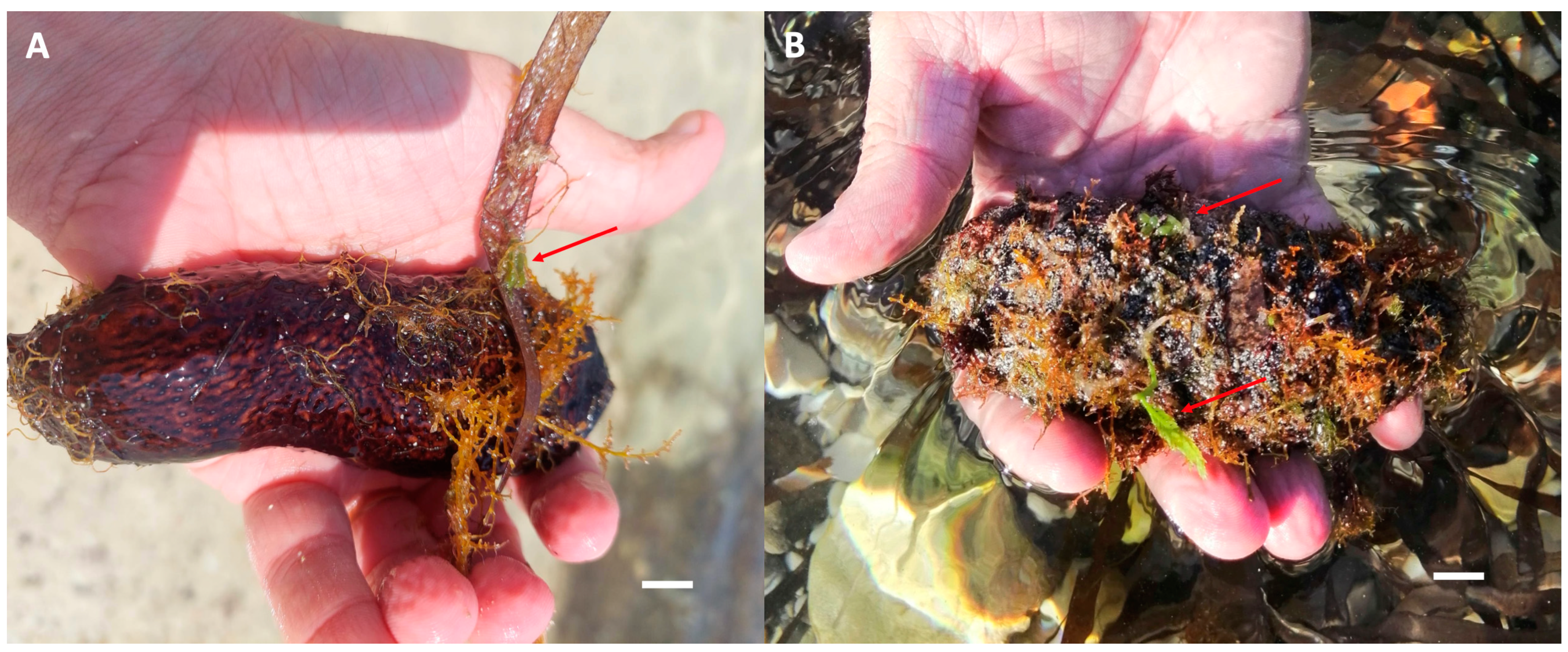 Diversity 15 00919 g003