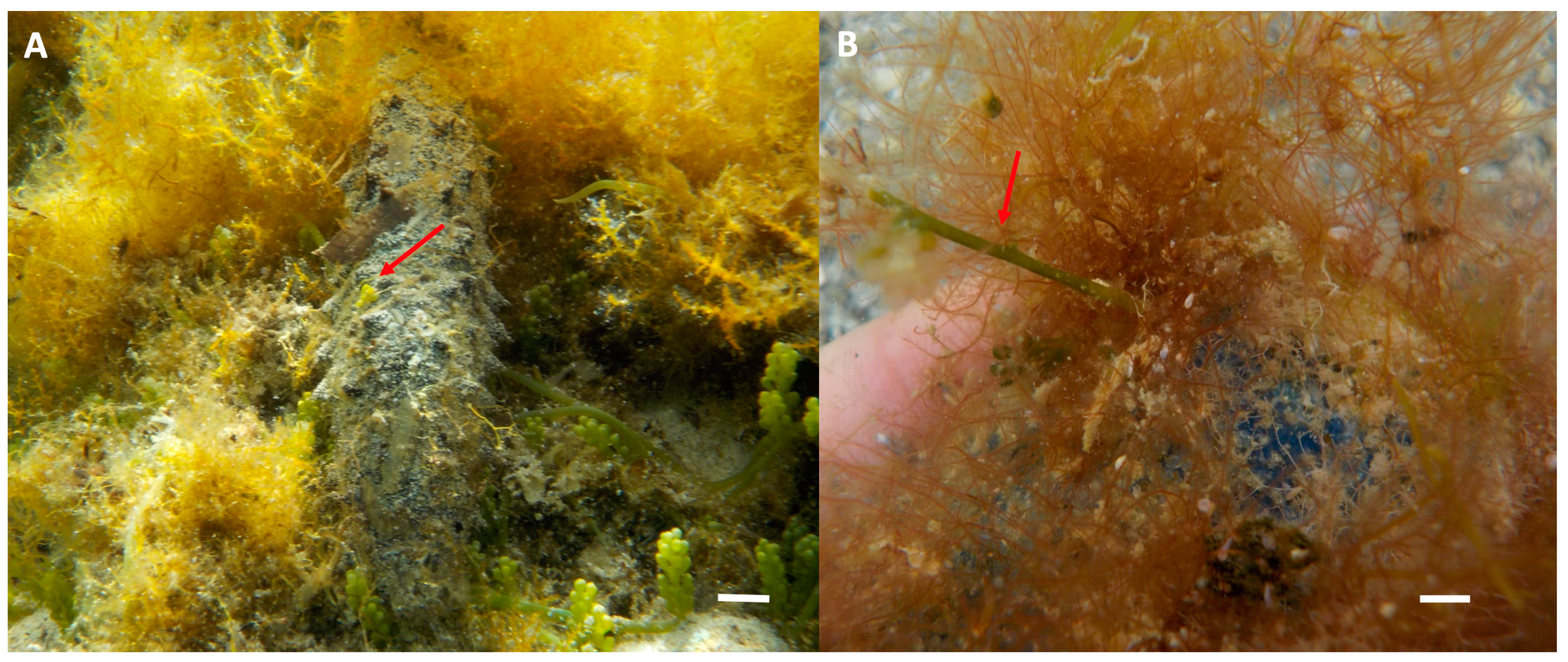 Diversity 15 00919 g004