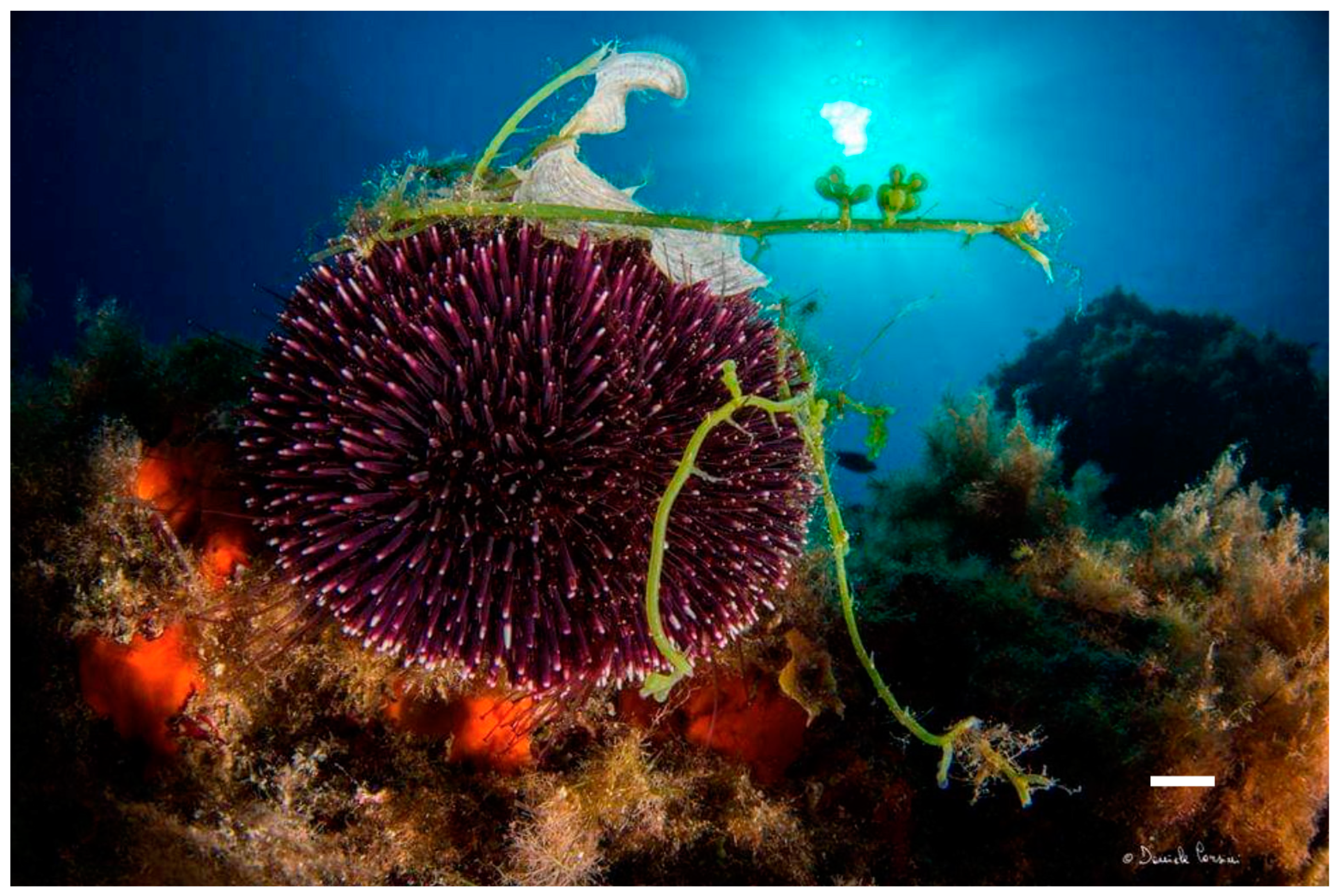 Diversity 15 00919 g005