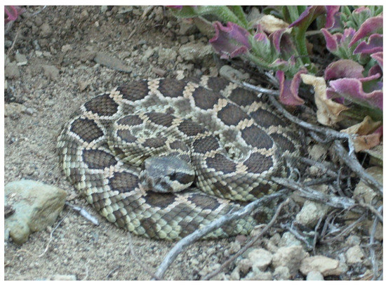 Eastern Hognose Snake Playing Dead Photograph by John Mitchell