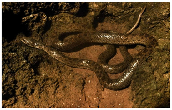 Rare trophic eggs behind the success of snake