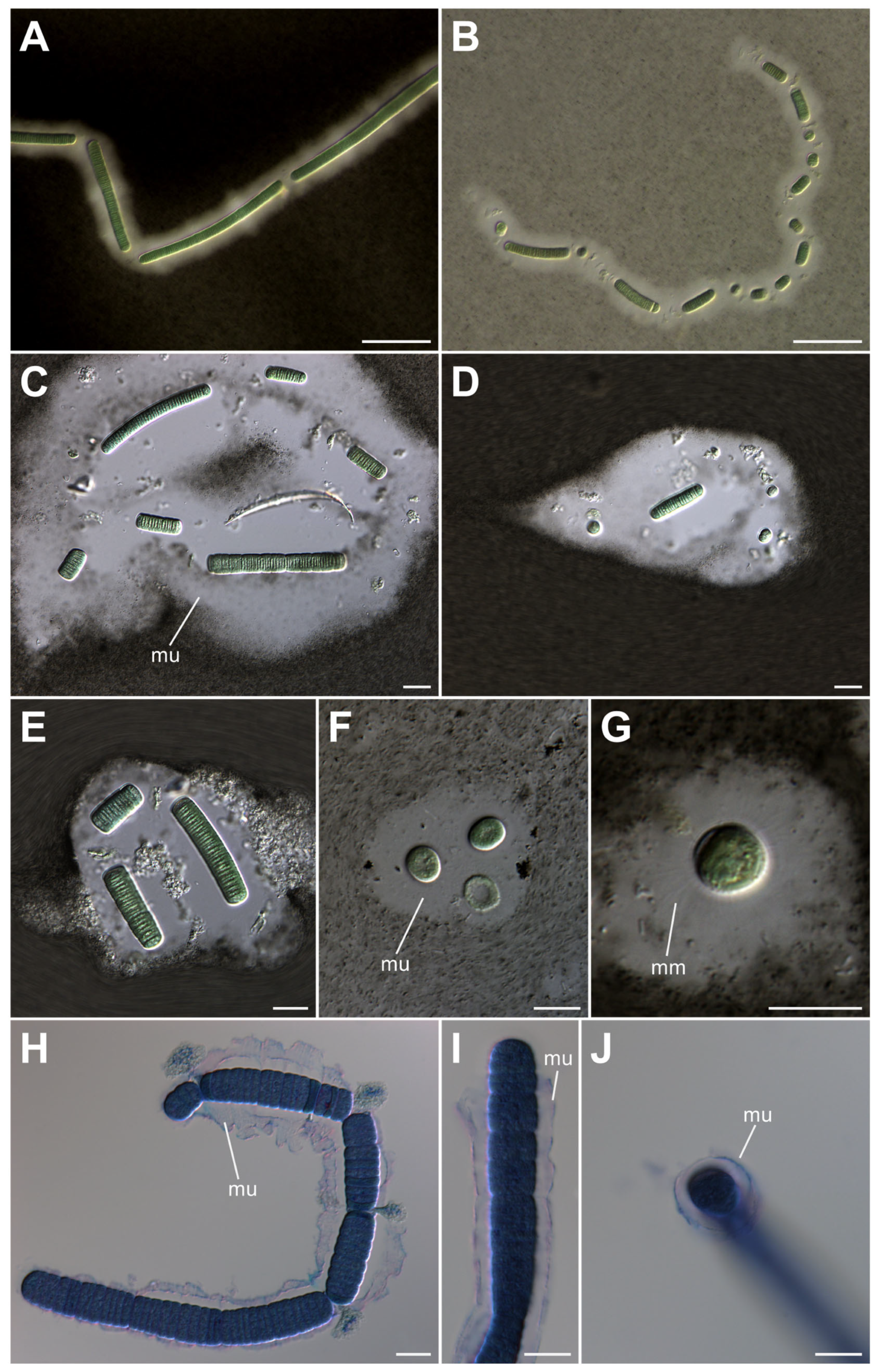 Diversity 15 00926 g003