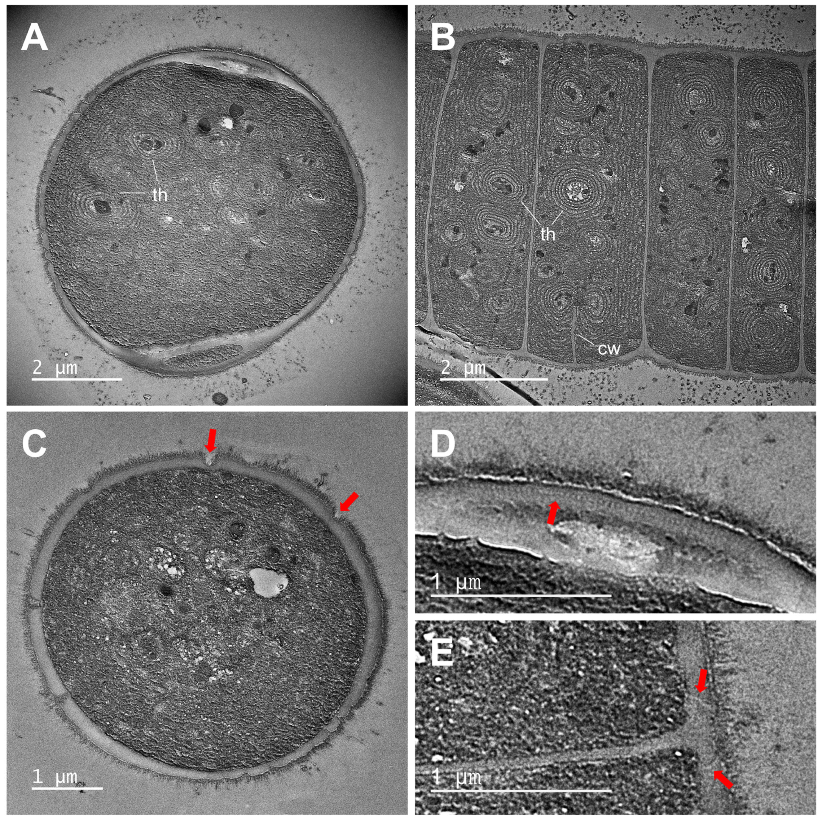 Diversity 15 00926 g004