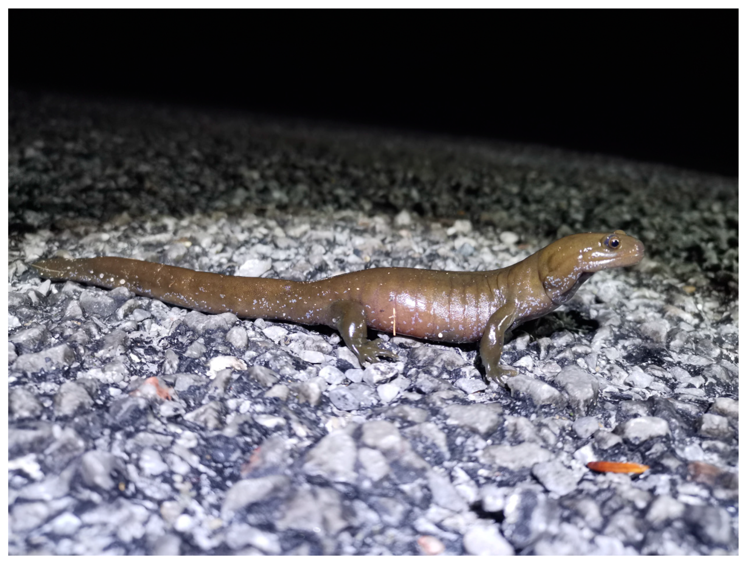 Diversity 15 00932 g005 Diversity 15 00932 g005