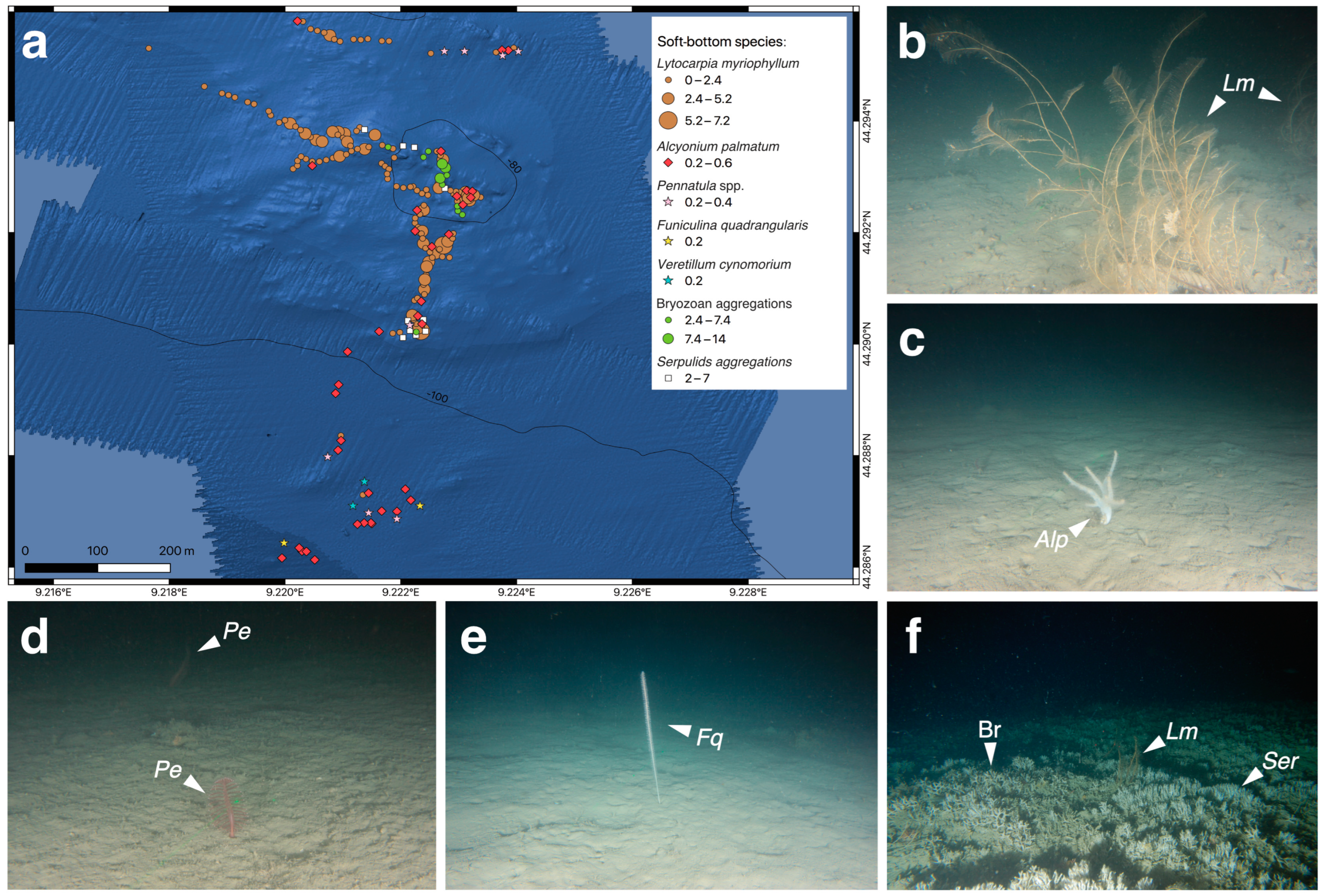Diversity 15 00933 g004