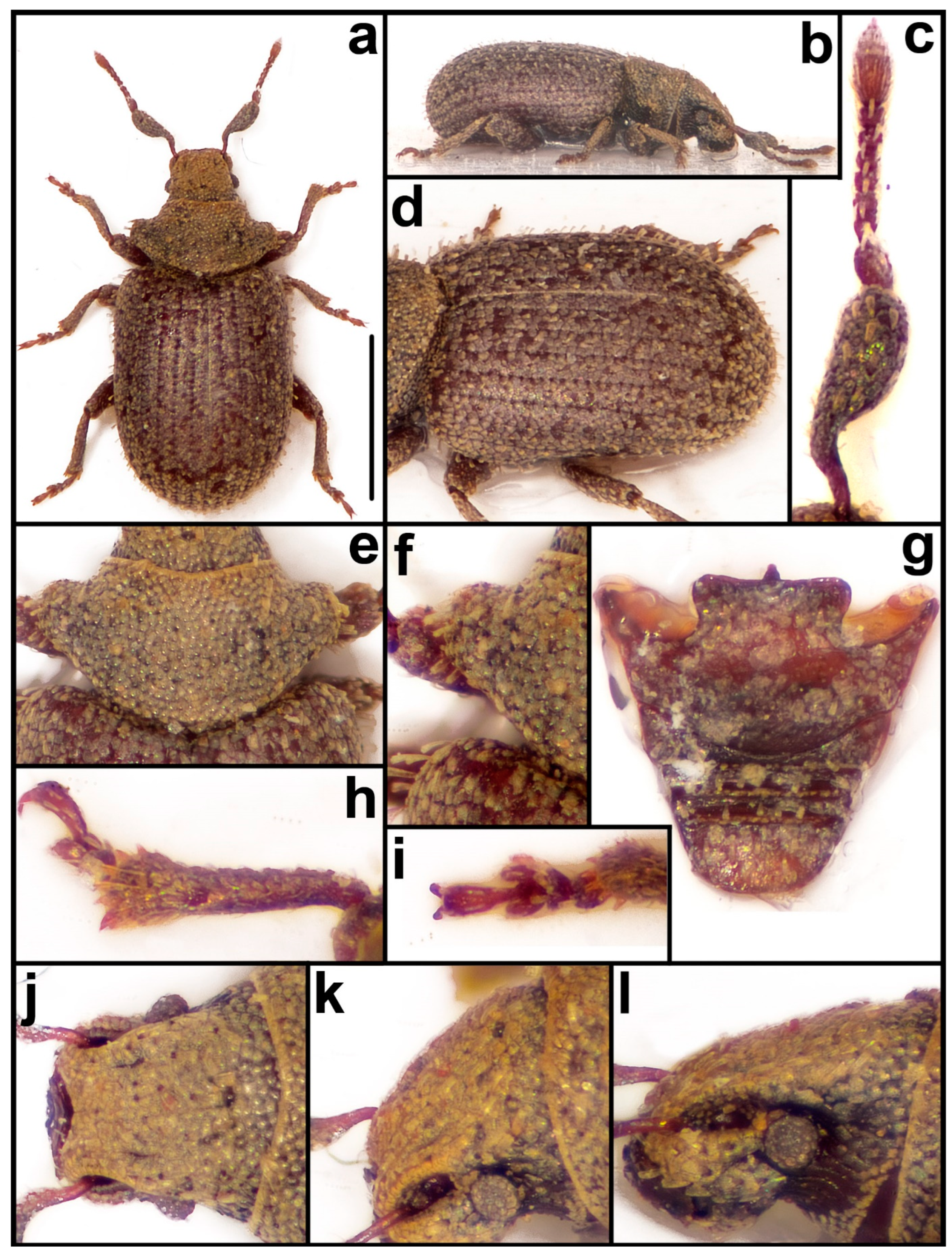 Diversity 15 00944 g007