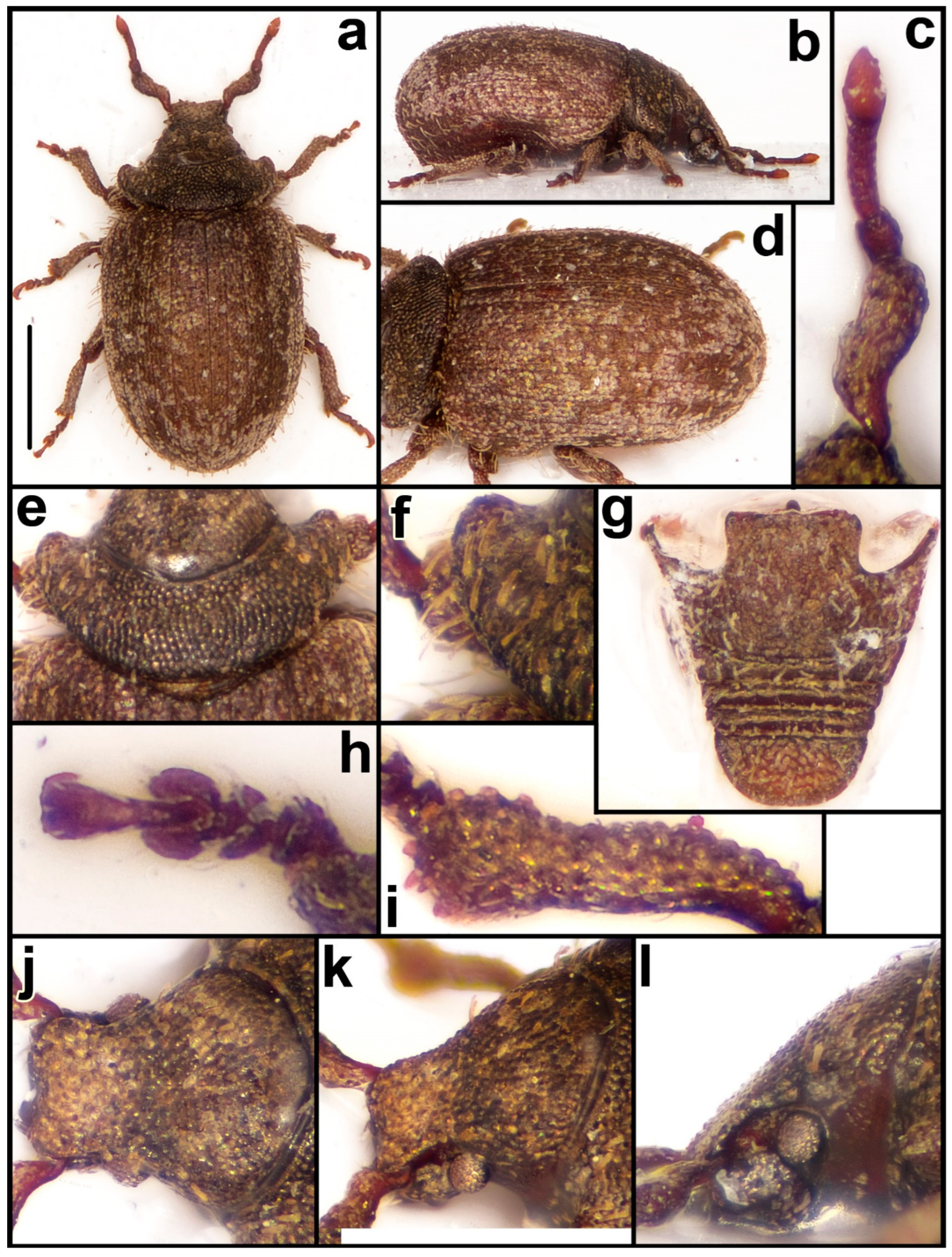 Diversity 15 00944 g008