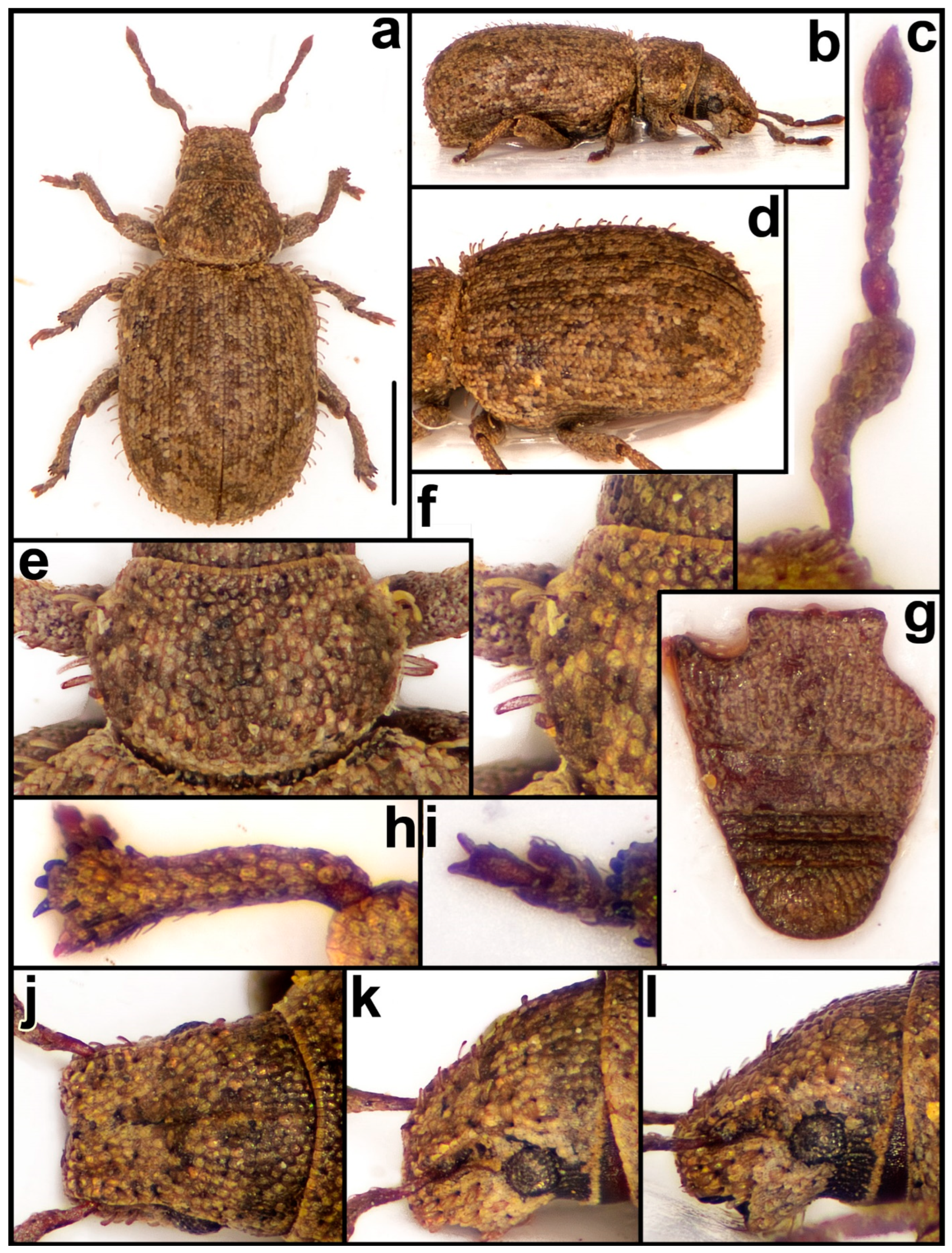 Diversity 15 00944 g009