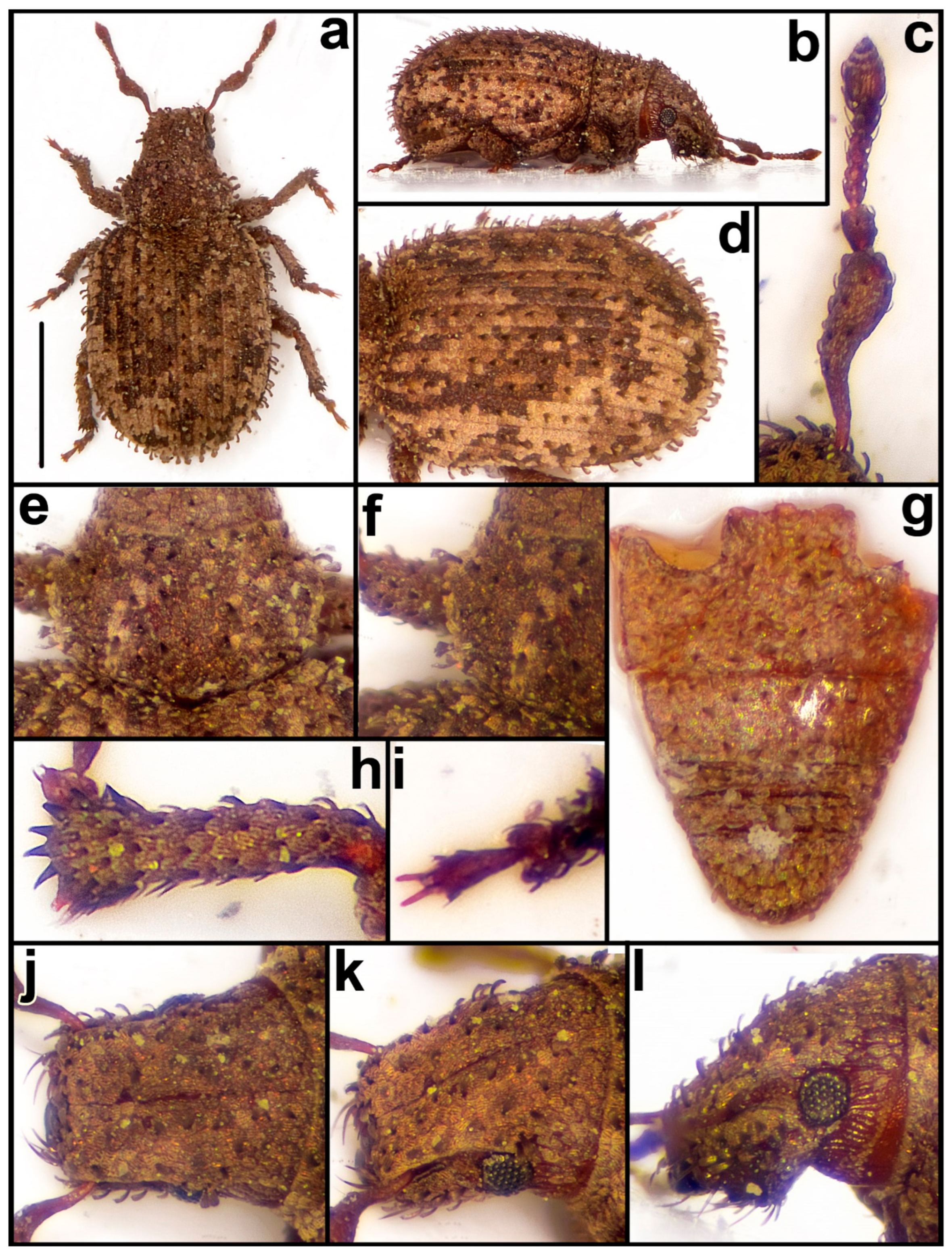 Diversity 15 00944 g010