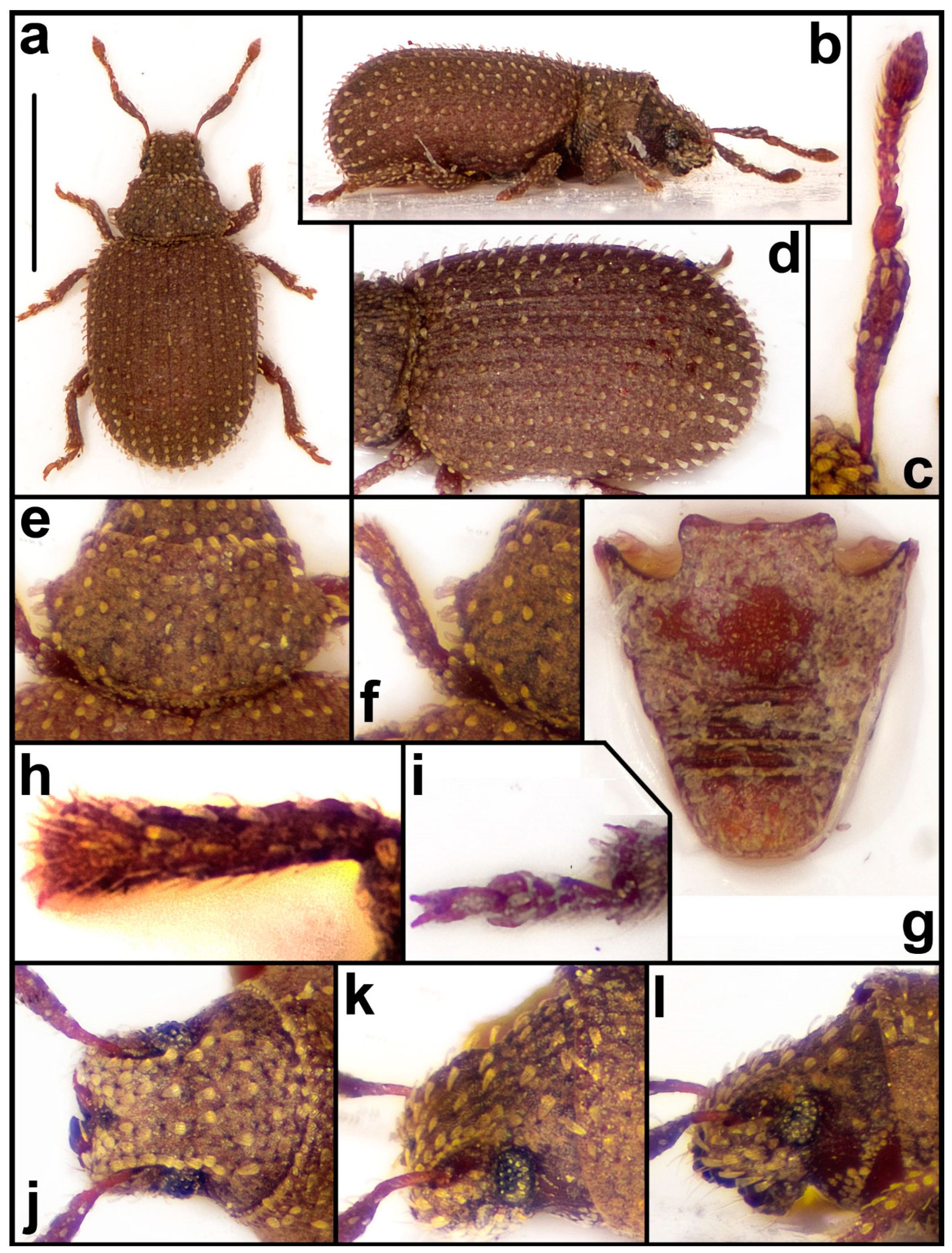 Diversity 15 00944 g012