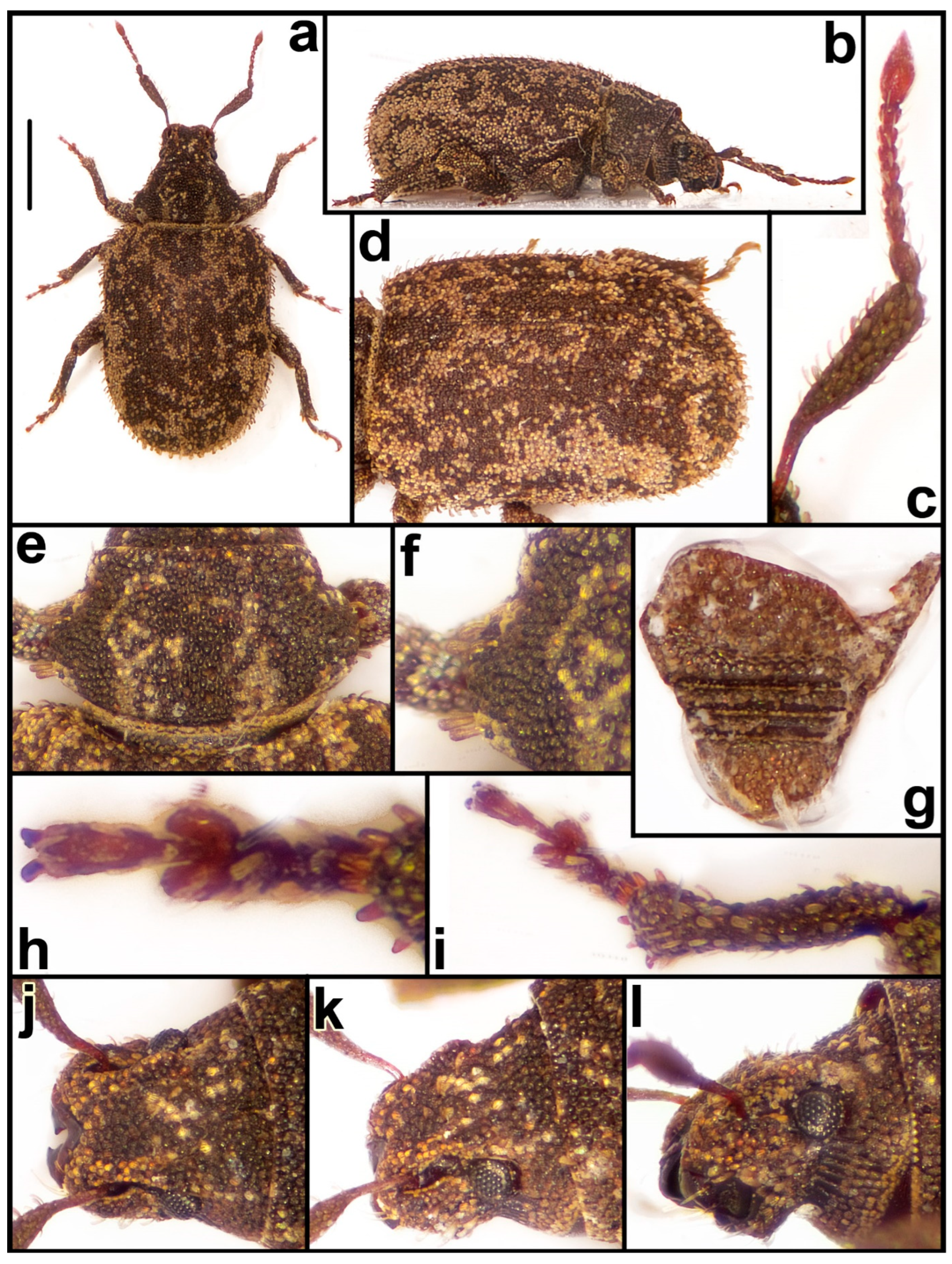 Diversity 15 00944 g013