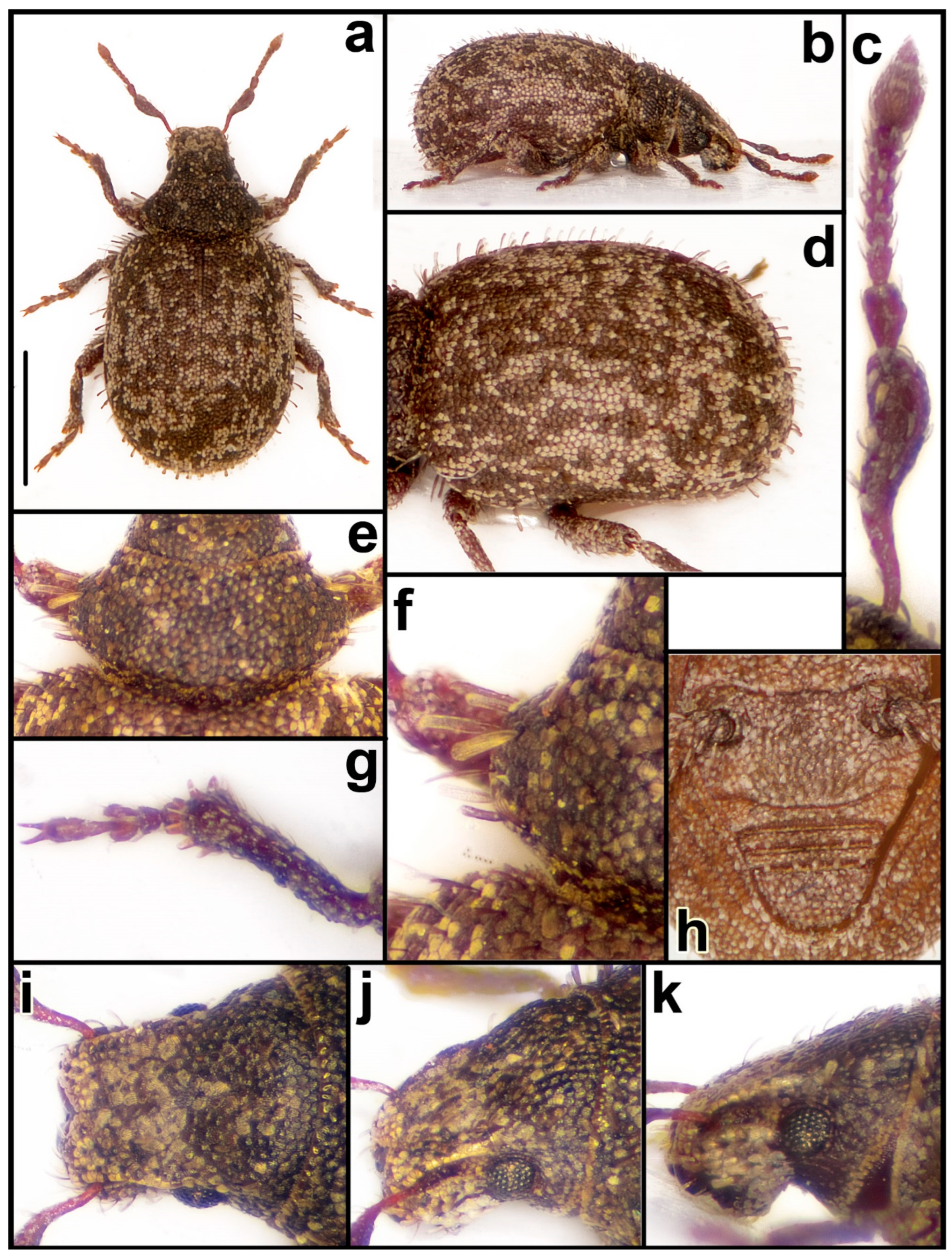 Diversity 15 00944 g015