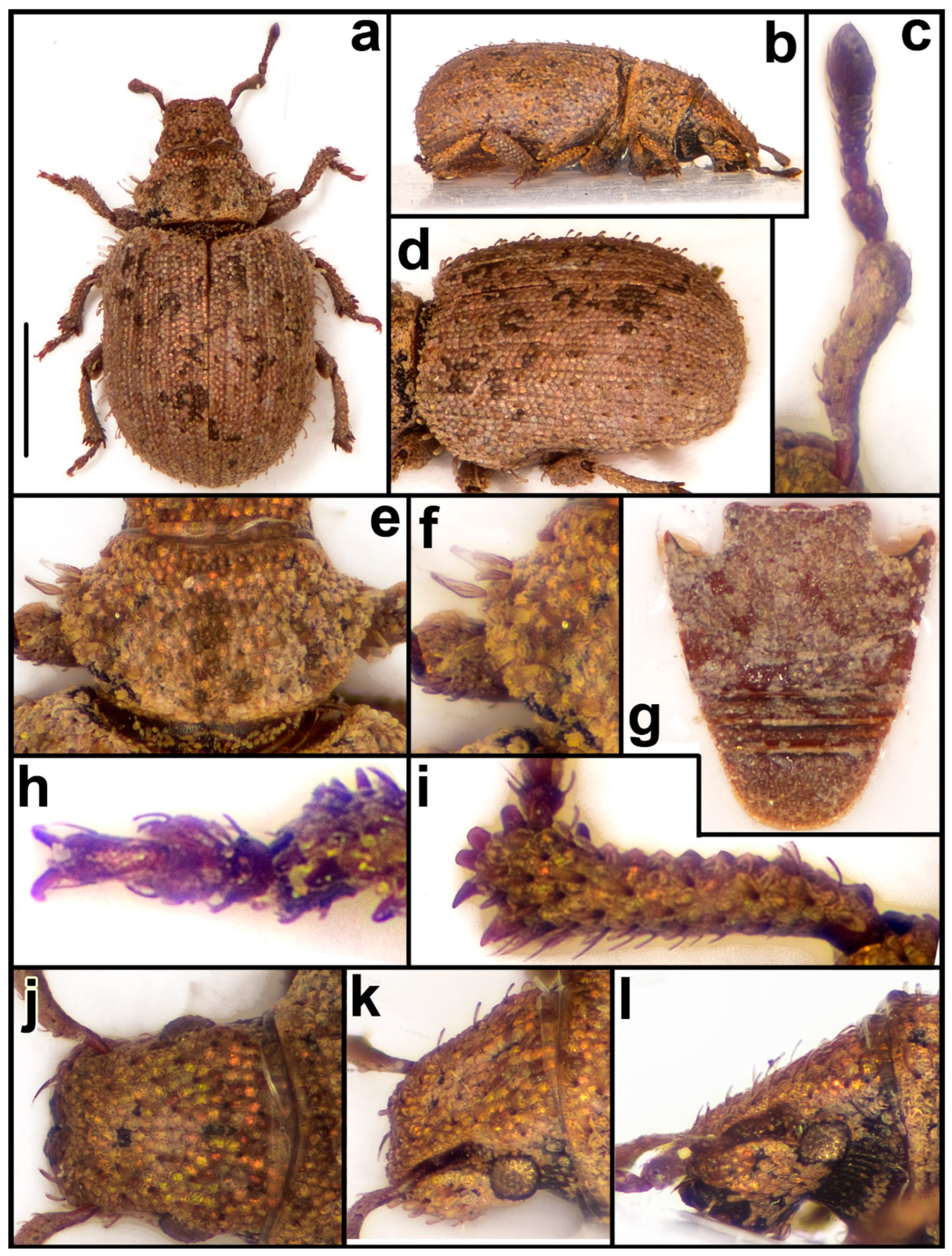 Diversity 15 00944 g016