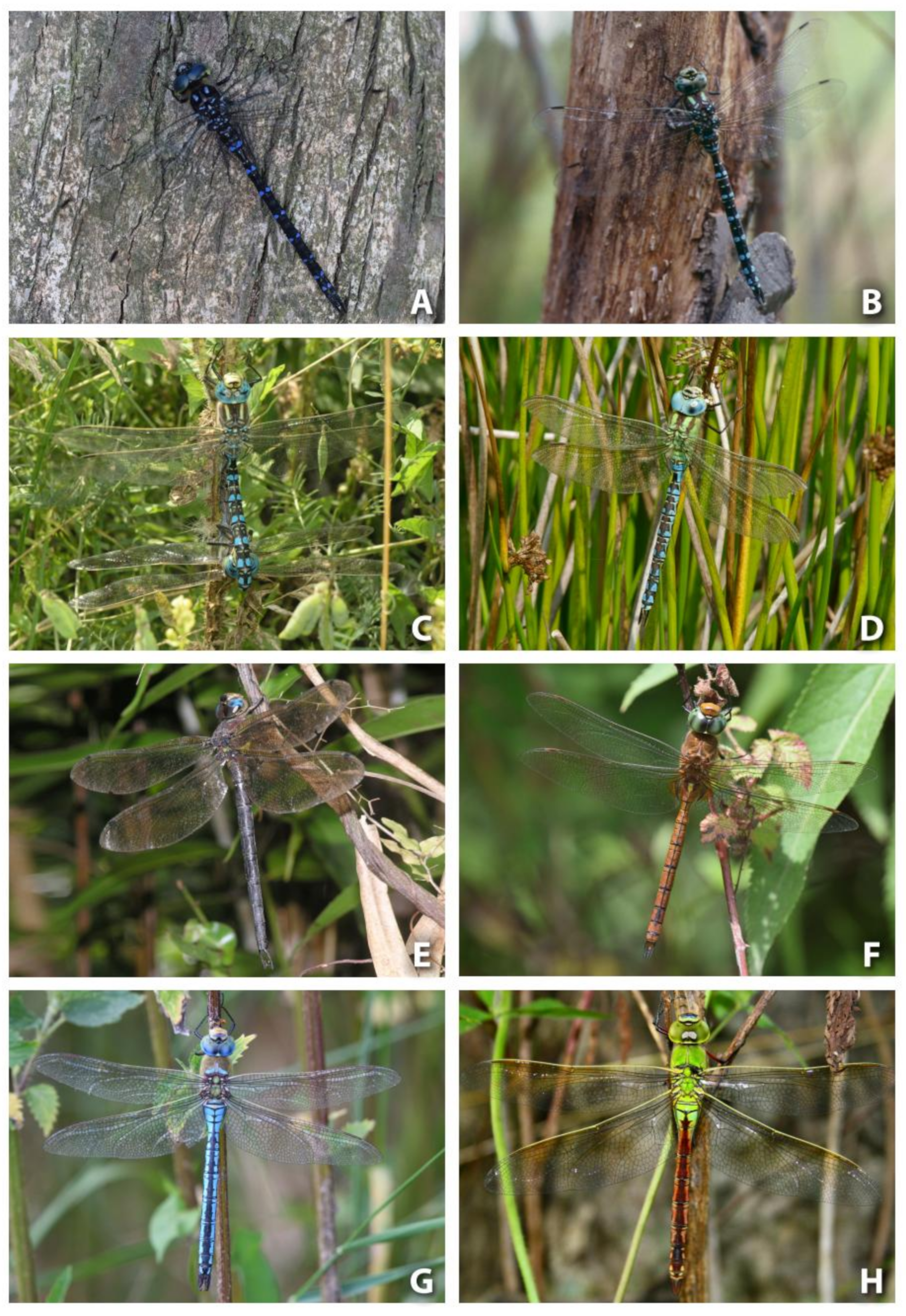 Diversity 15 00950 g001a