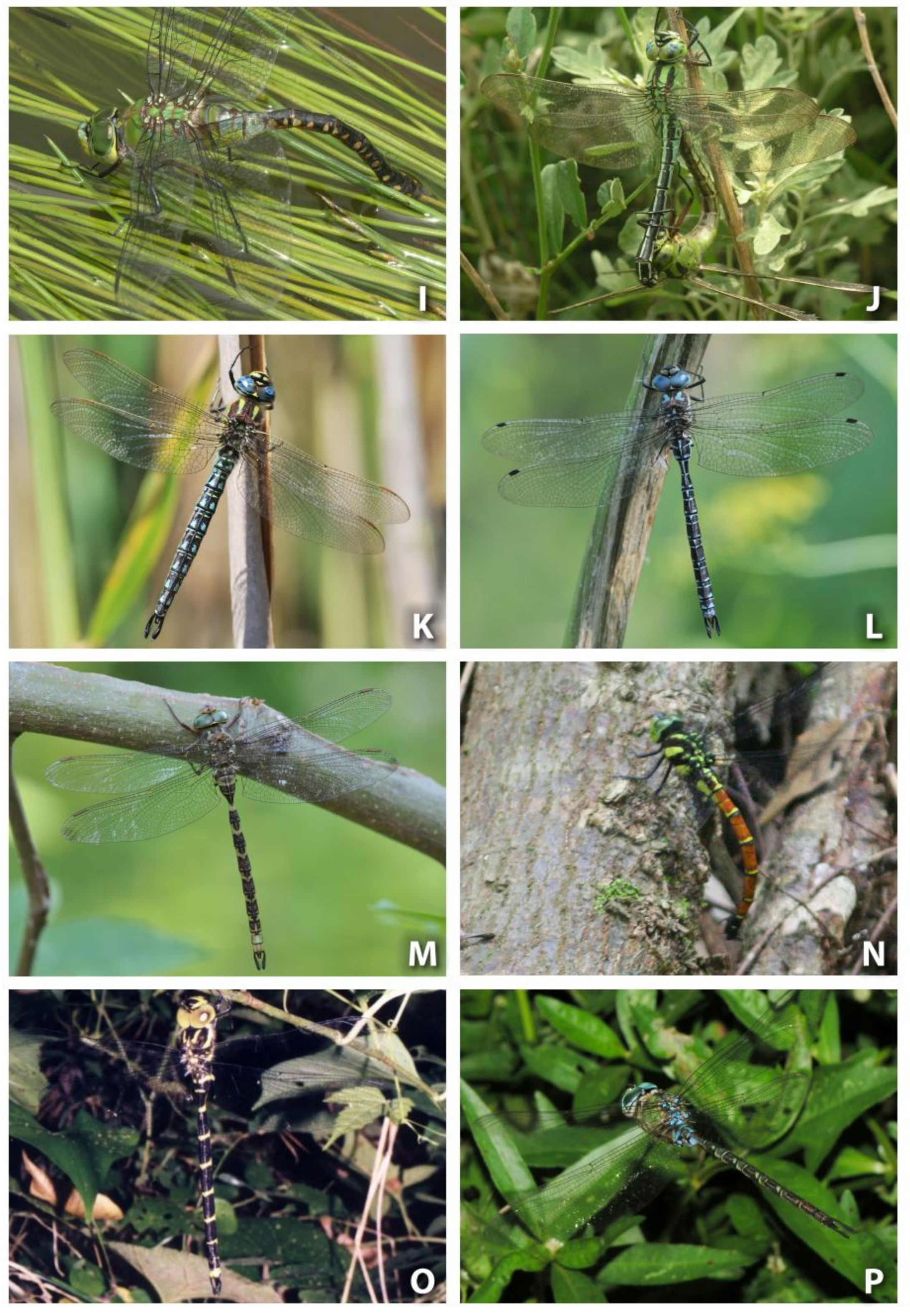 Diversity 15 00950 g001b