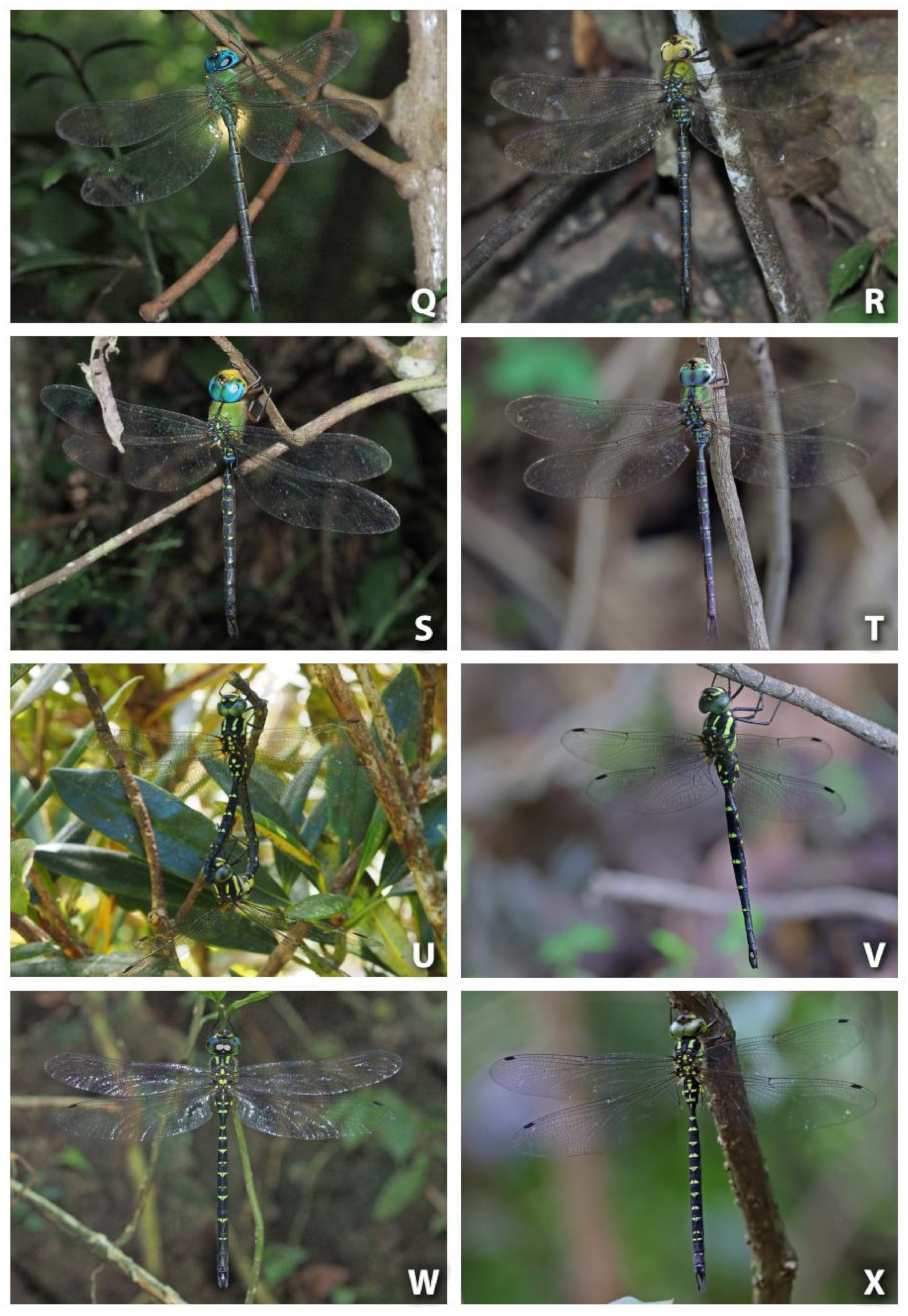 Diversity 15 00950 g001c