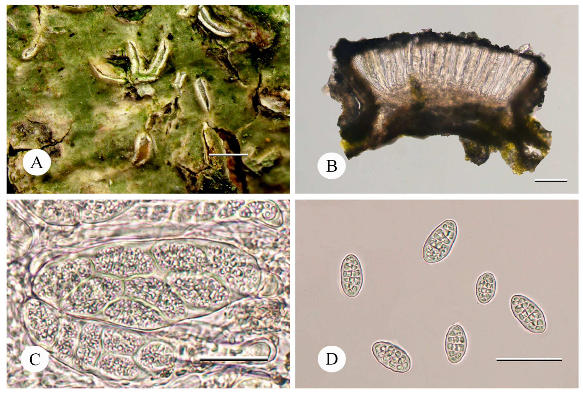 Diversity 15 00959 g002