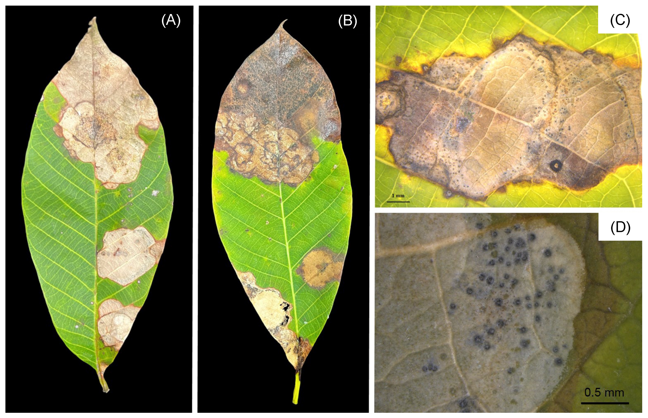 Diversity 15 00961 g001