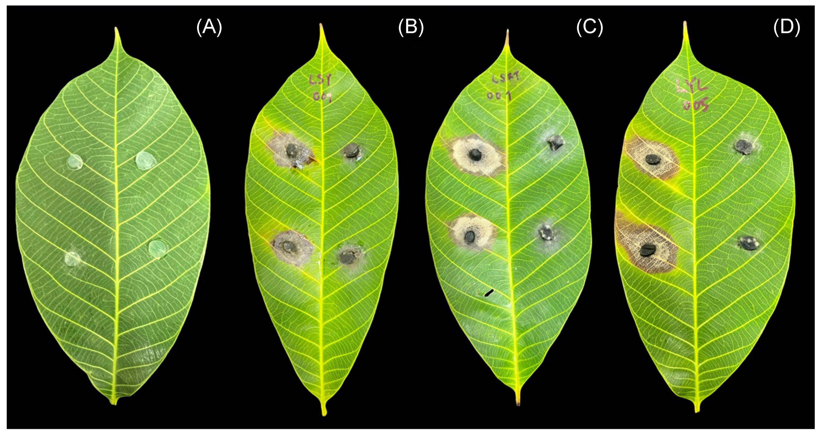 Diversity 15 00961 g002