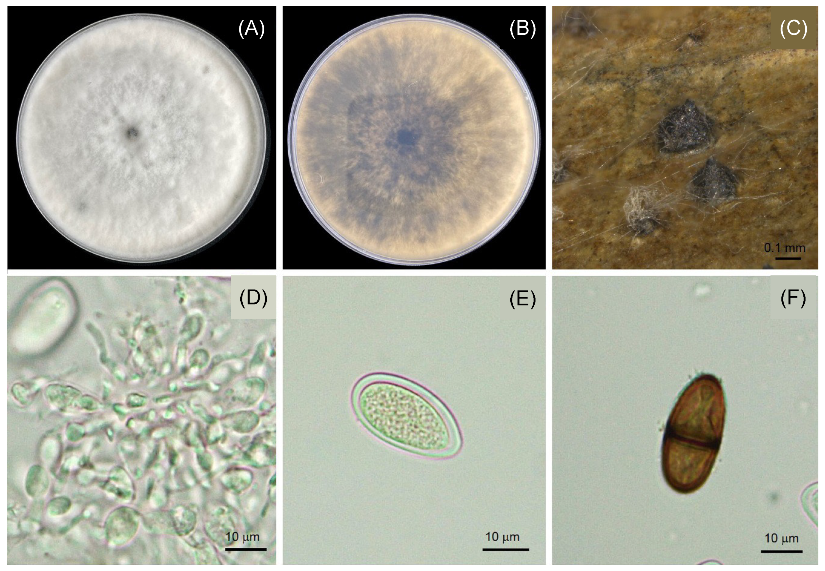 Diversity 15 00961 g004