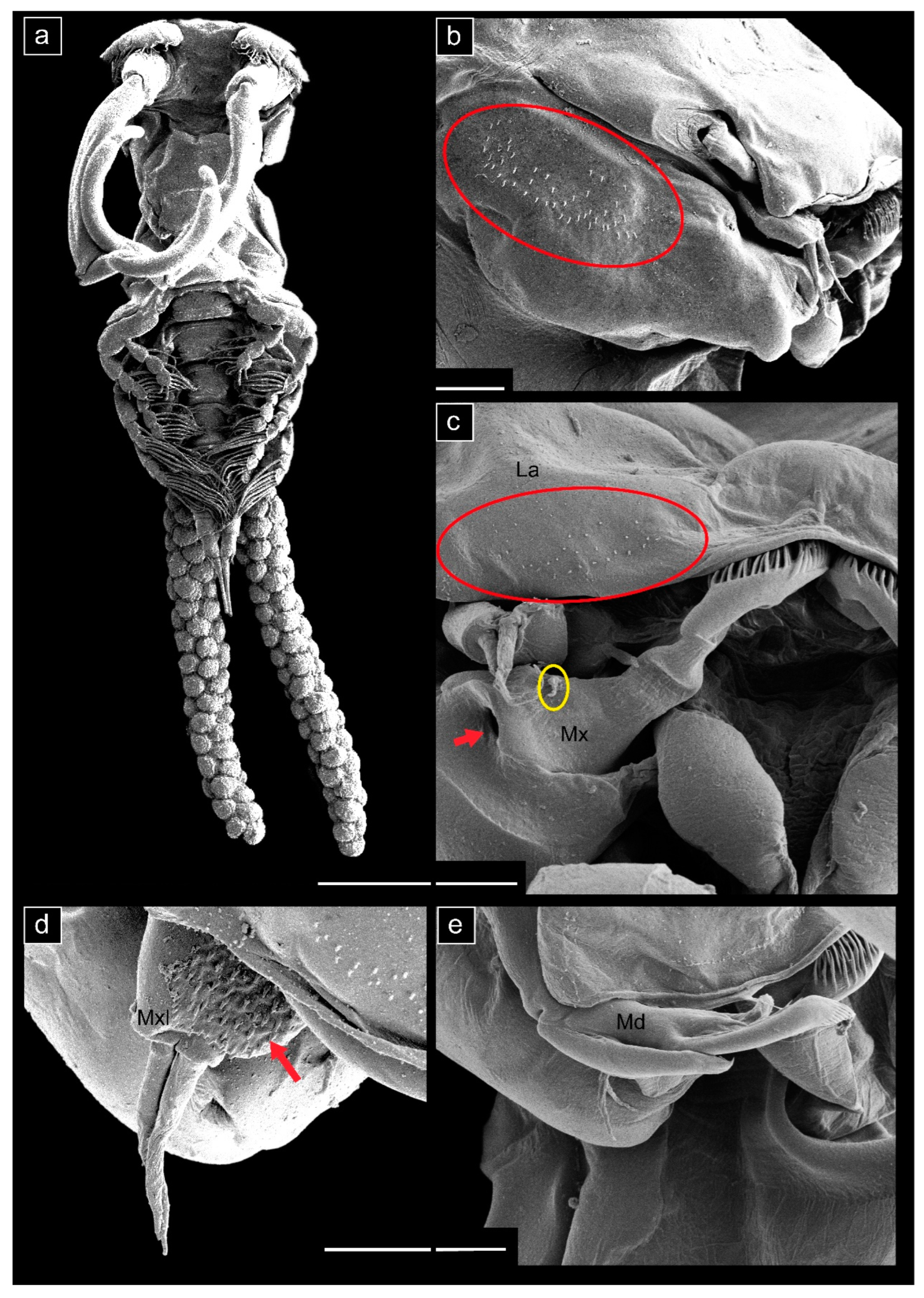 Diversity 15 00965 g005 Diversity 15 00965 g005
