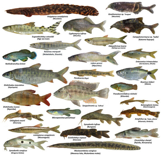Diversity | Free Full-Text | The Upemba National Park (Upper Congo Basin,  DR Congo): An Updated Checklist Confirming Its Status as an African Fish  Biodiversity Hotspot