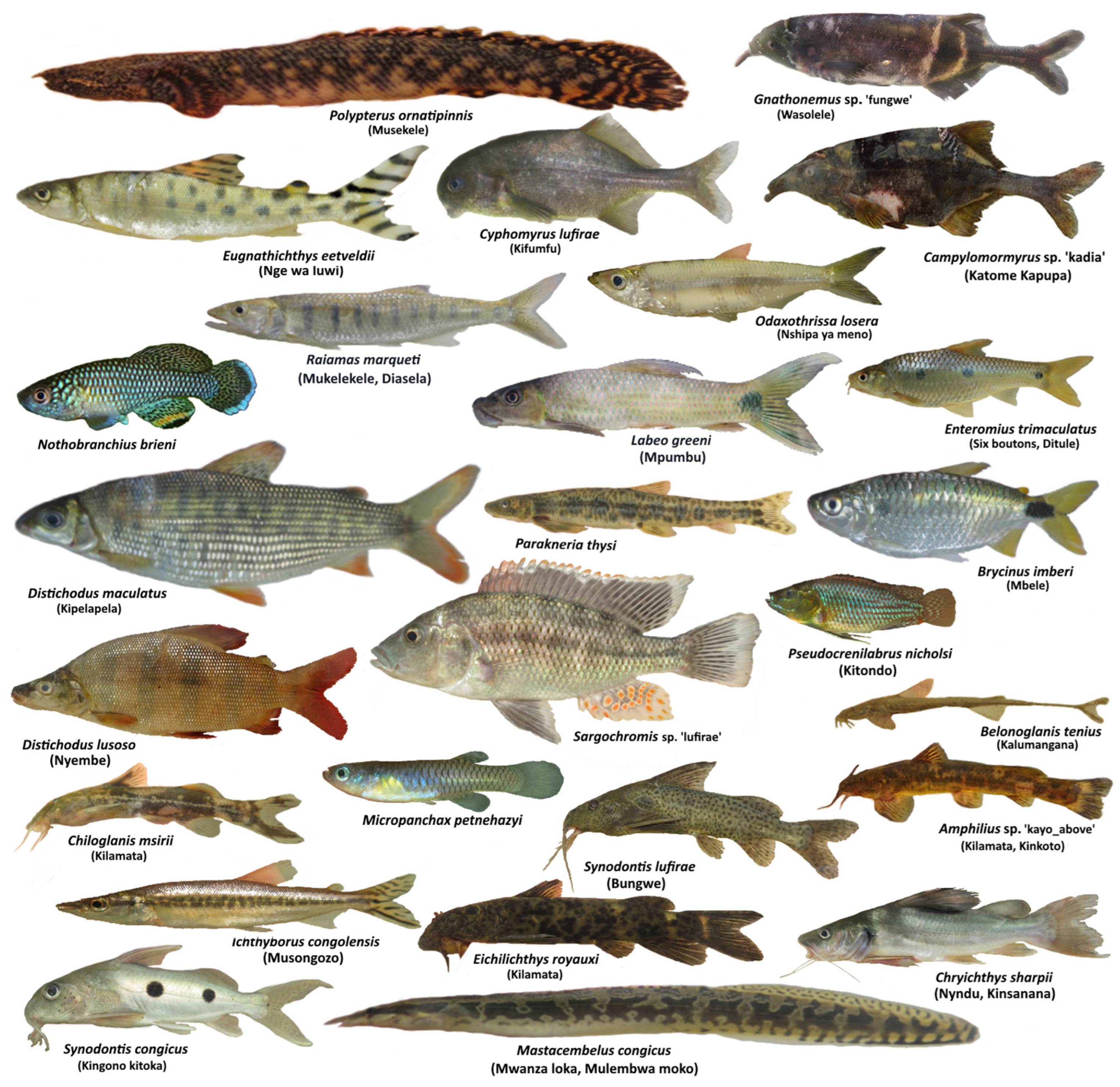 Diversity 15 00966 g0a1