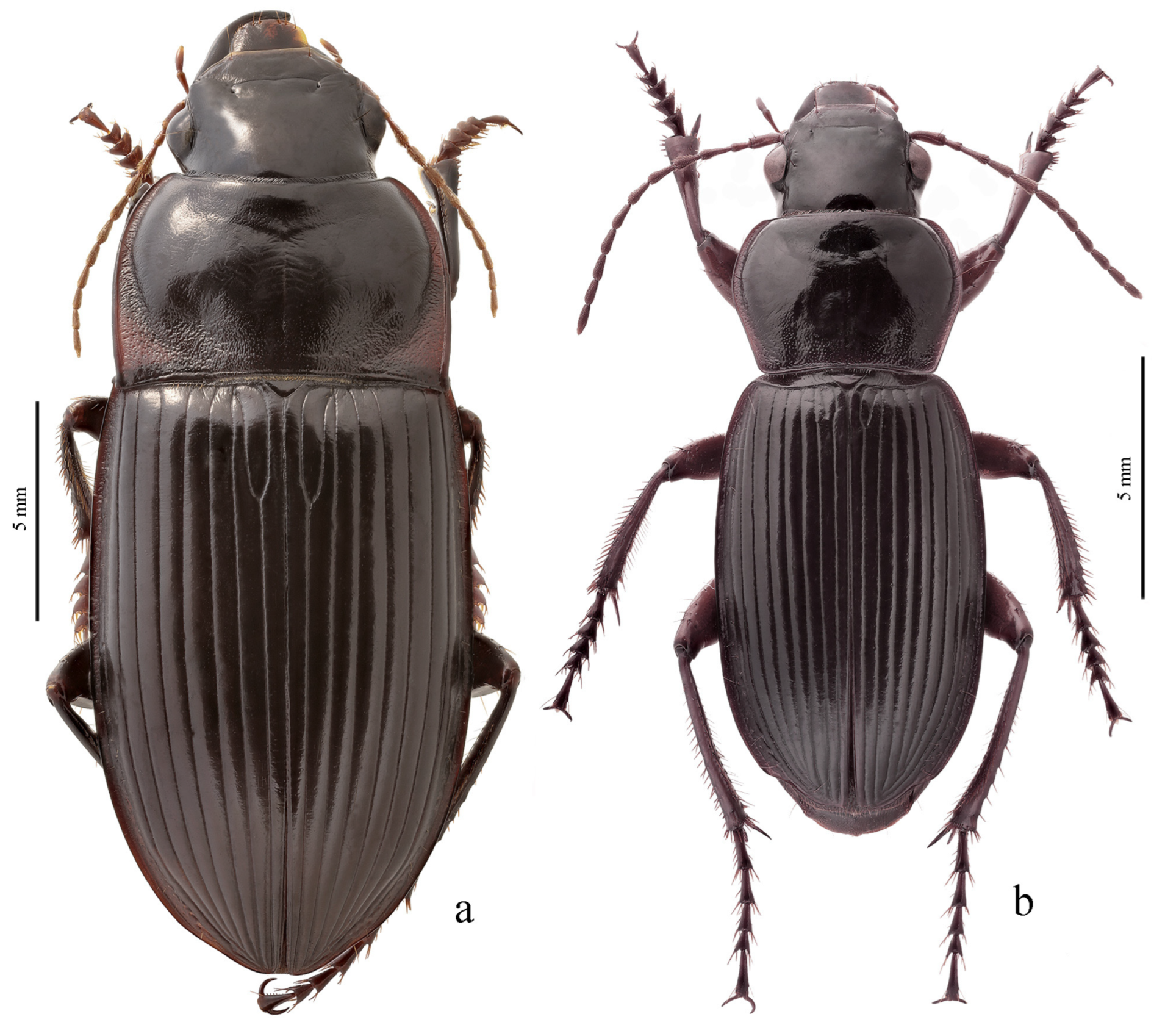 Diversity 15 00971 g021