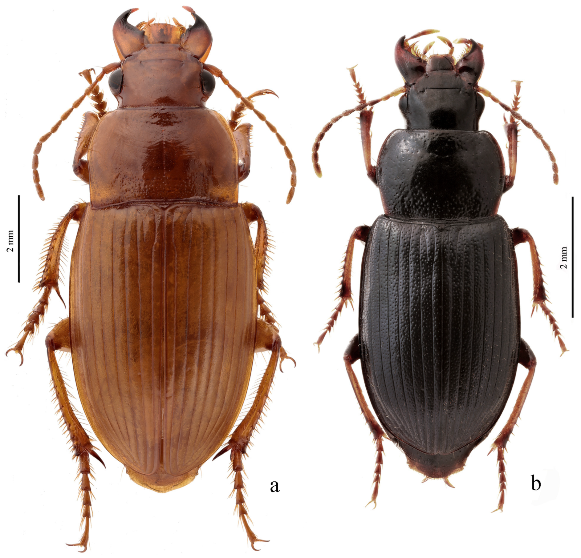 Diversity 15 00971 g022