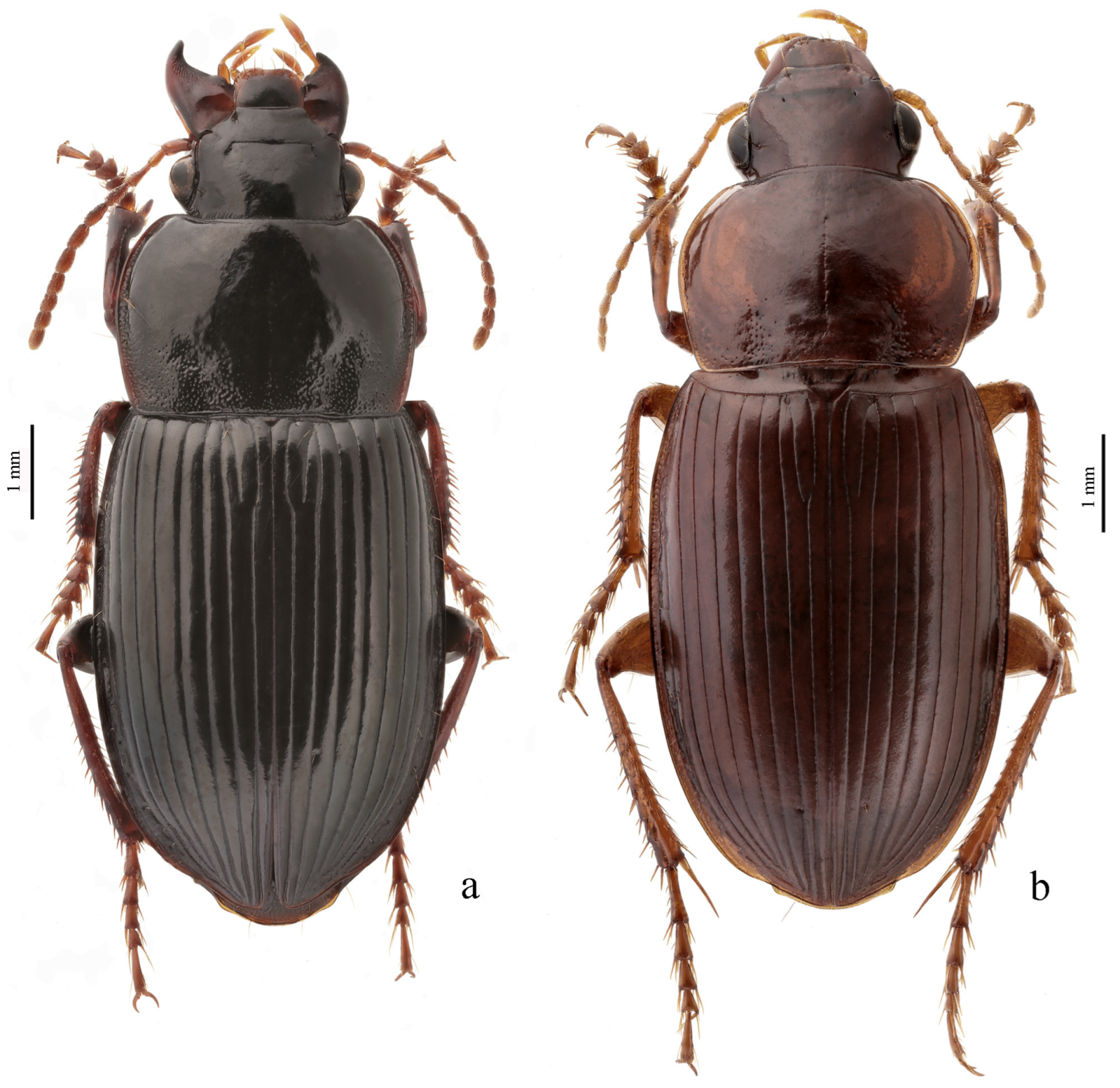 Diversity 15 00971 g024