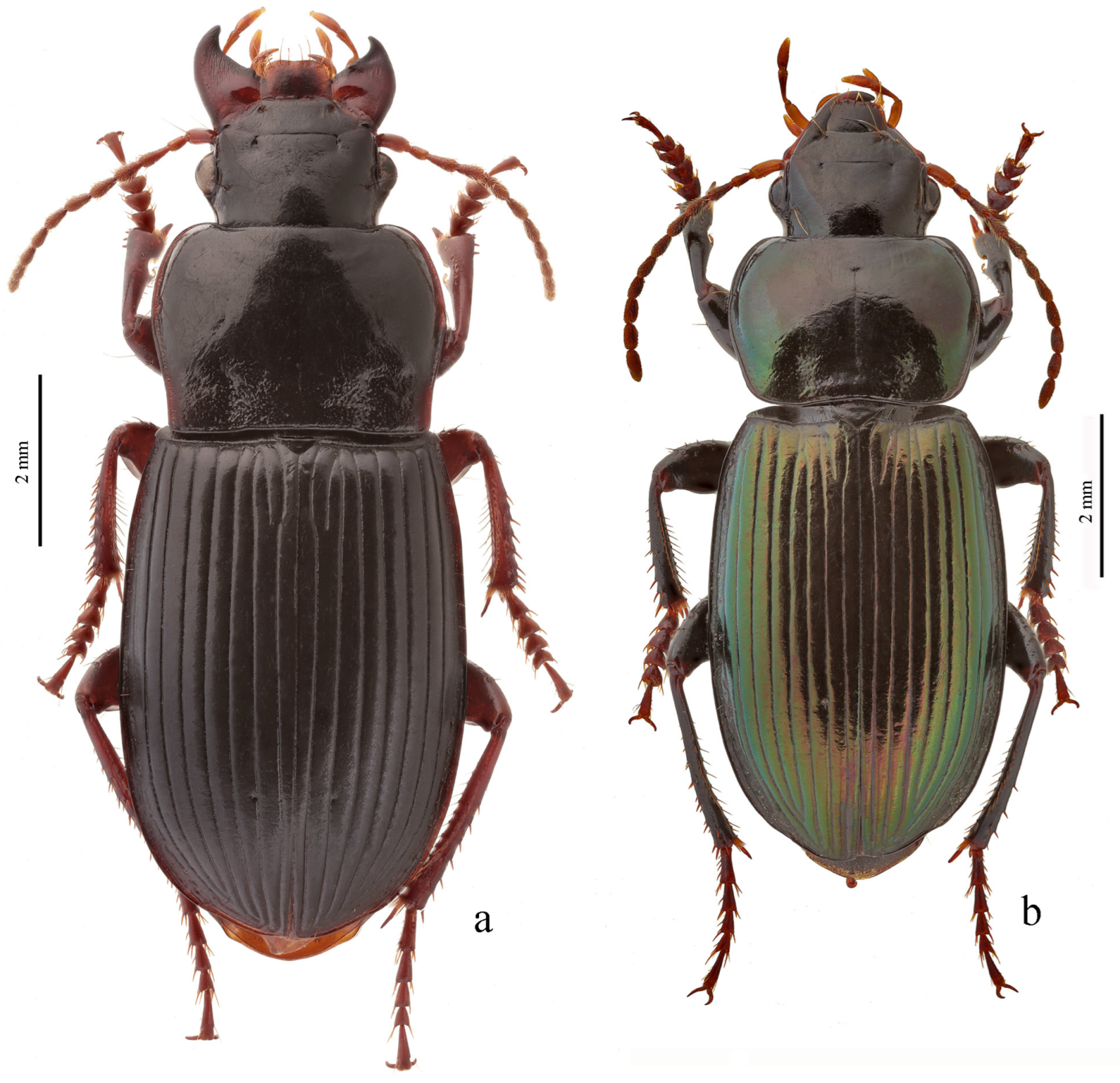 Diversity 15 00971 g030